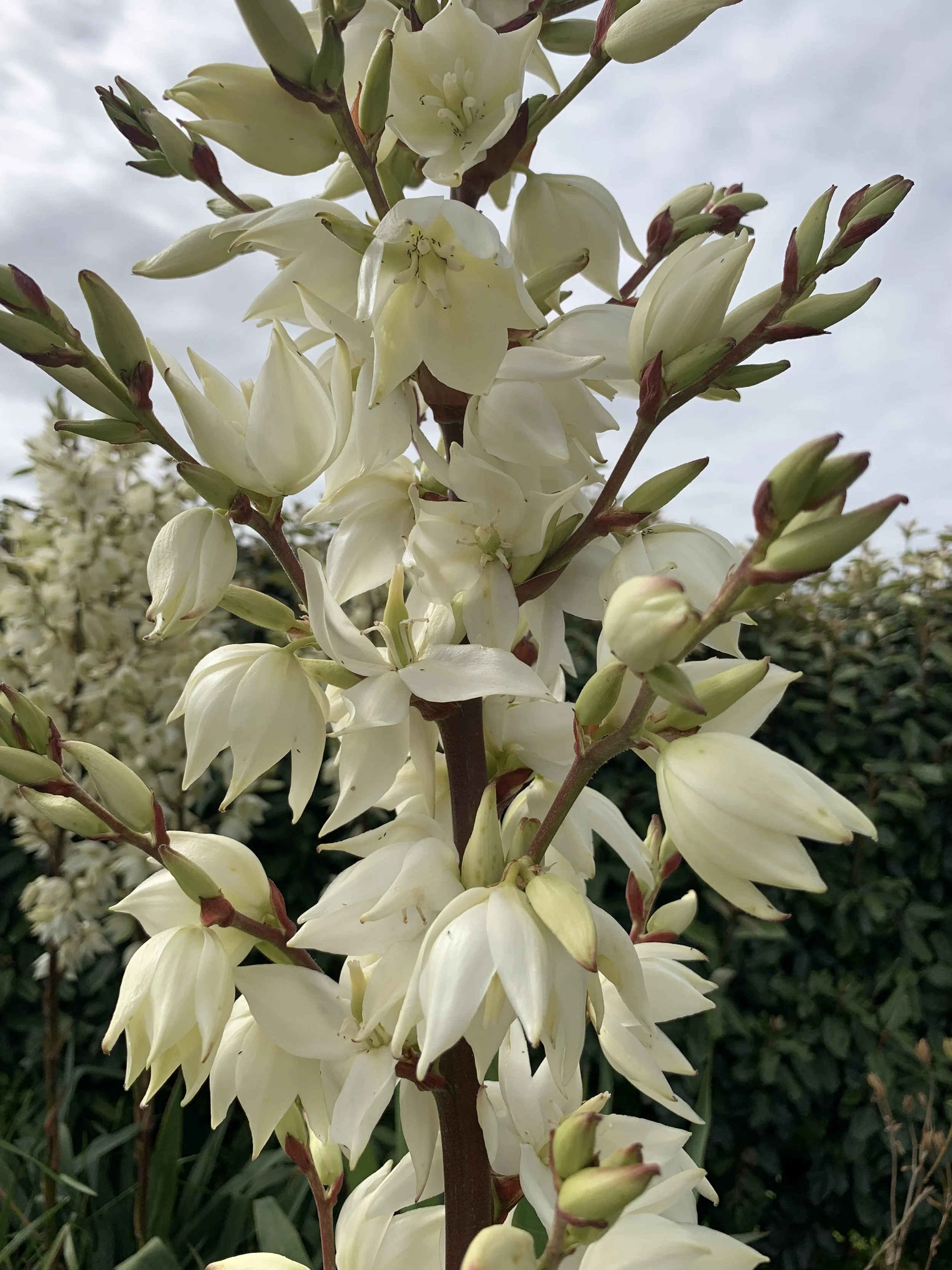 Yucca Filamentosa.  Ugly foliage but amazing flowers on tall stems.  I put them at the back of the border, so I don't see the foliage.  