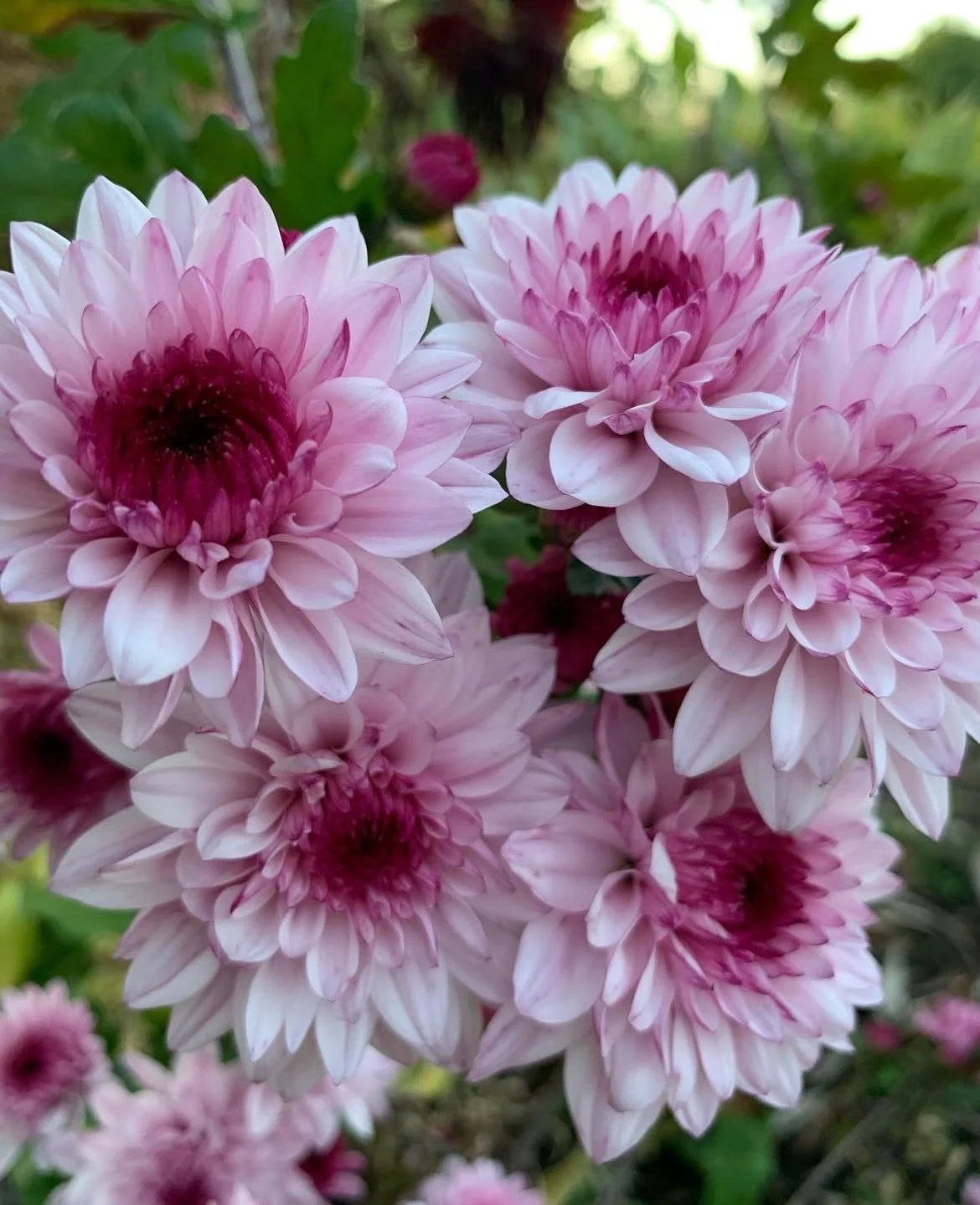 CHRYSANTHEMUMS - an essential late-season cut flower in a huge variety of forms.  Some are simply stunning, and they have a long vase life.  They bloom from late summer to late autumn. Propagation is by division or cuttings in spring.  