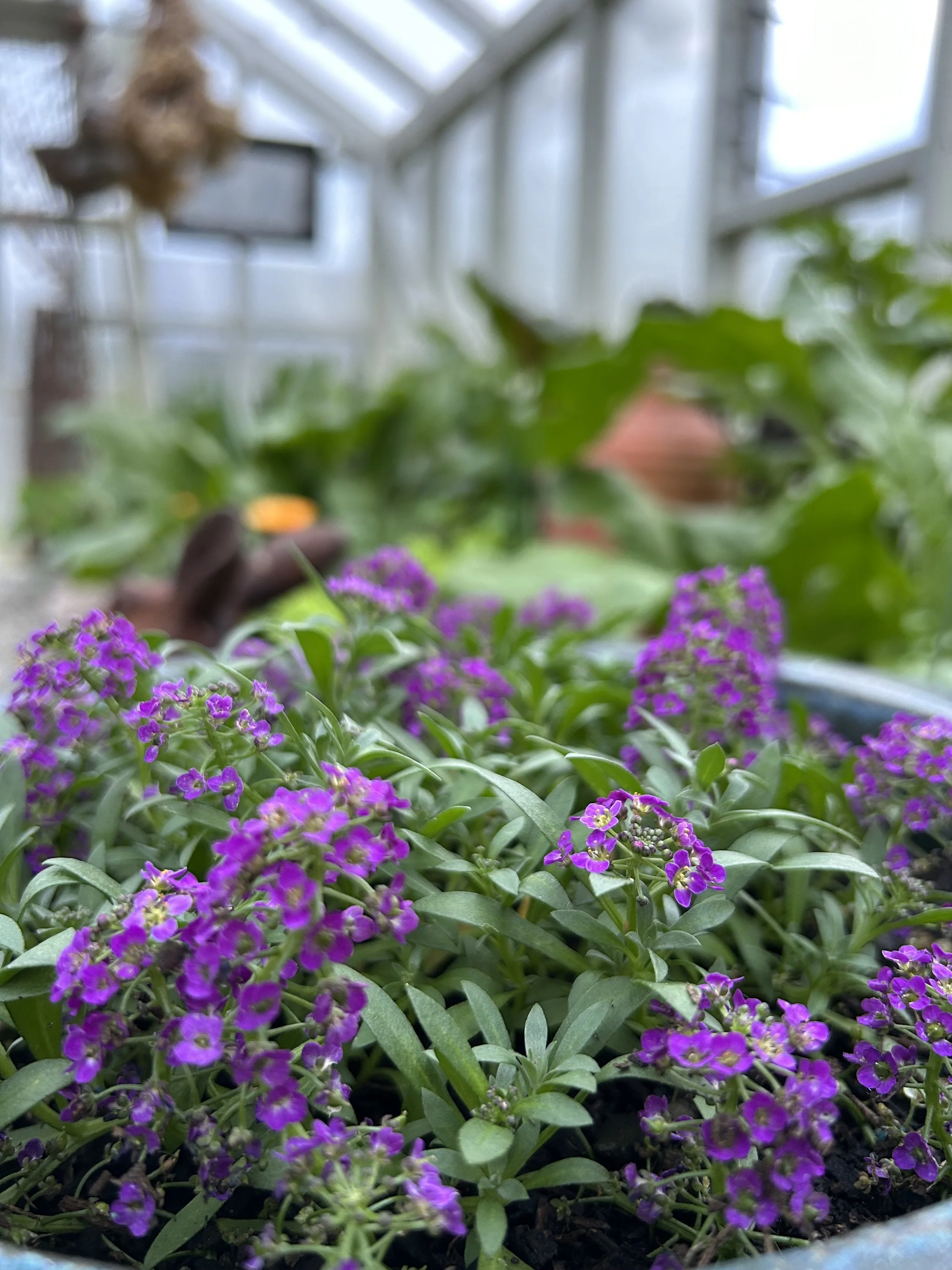 Sweet alyssum is a magnet for beneficial insects, especially hoverflies, lacewings, and parasitic wasps that control aphids, whitefly, and caterpillars. It doesn’t repel pests directly but enhances biological pest control. Low-growing alyssum also wo