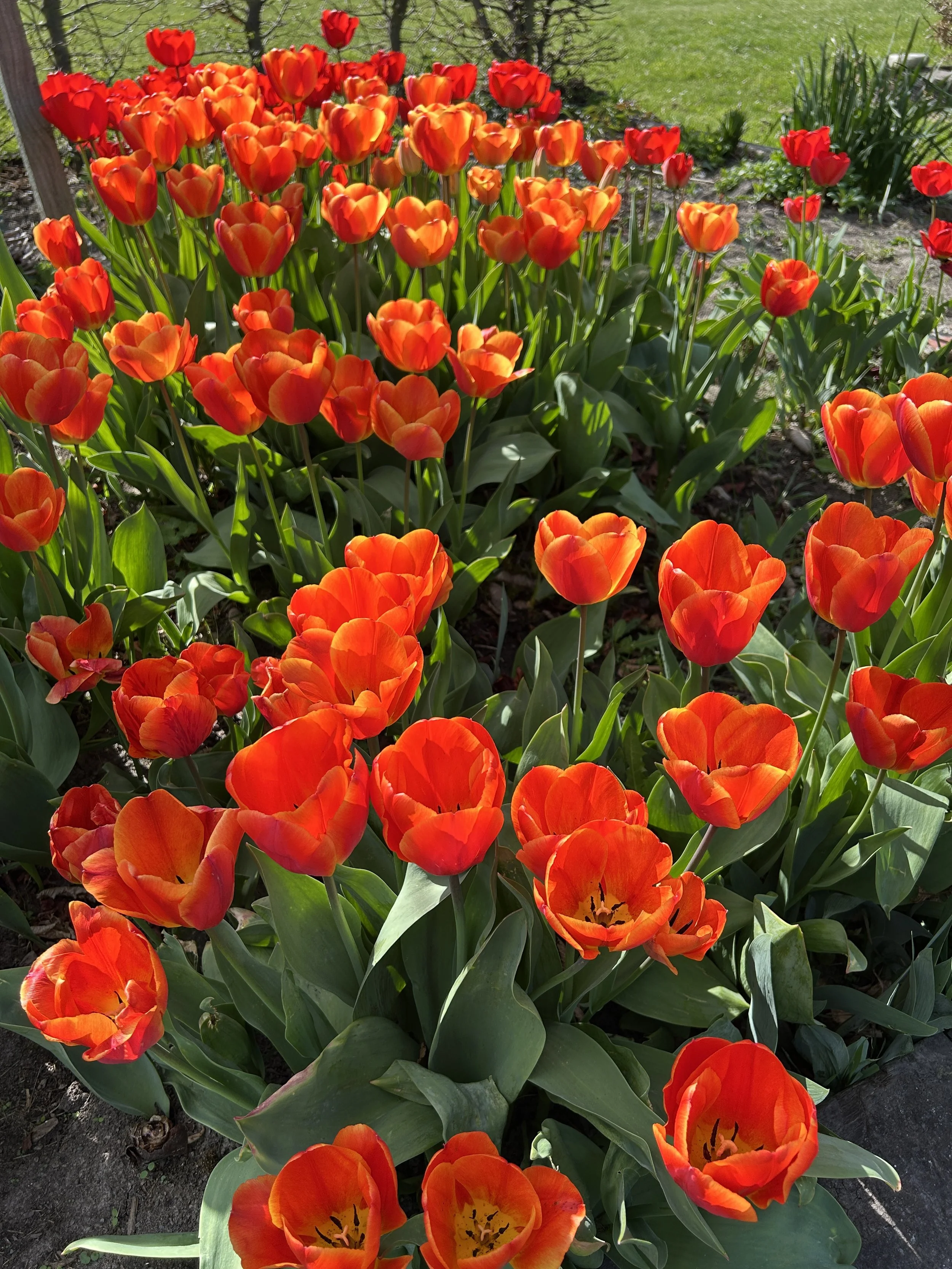 How to grow tulips, growing flowers and vegetables, perennials, shrubs, guidance, tips, tricks, advice about growing your own food and flowers, creating beautiful garden spaces, landscape design, inspiration for planting schemes and combos, design.
