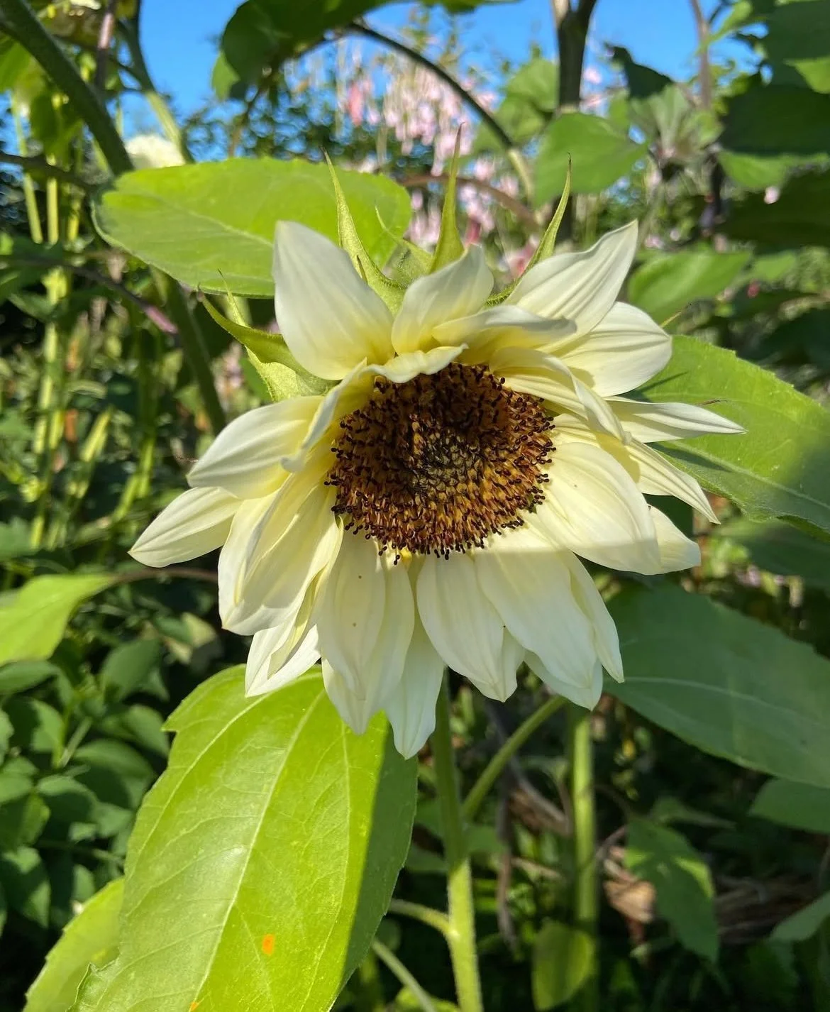Sunflower in the shade of 'buttercream'.  Not yellow.  We don't like yellow.  