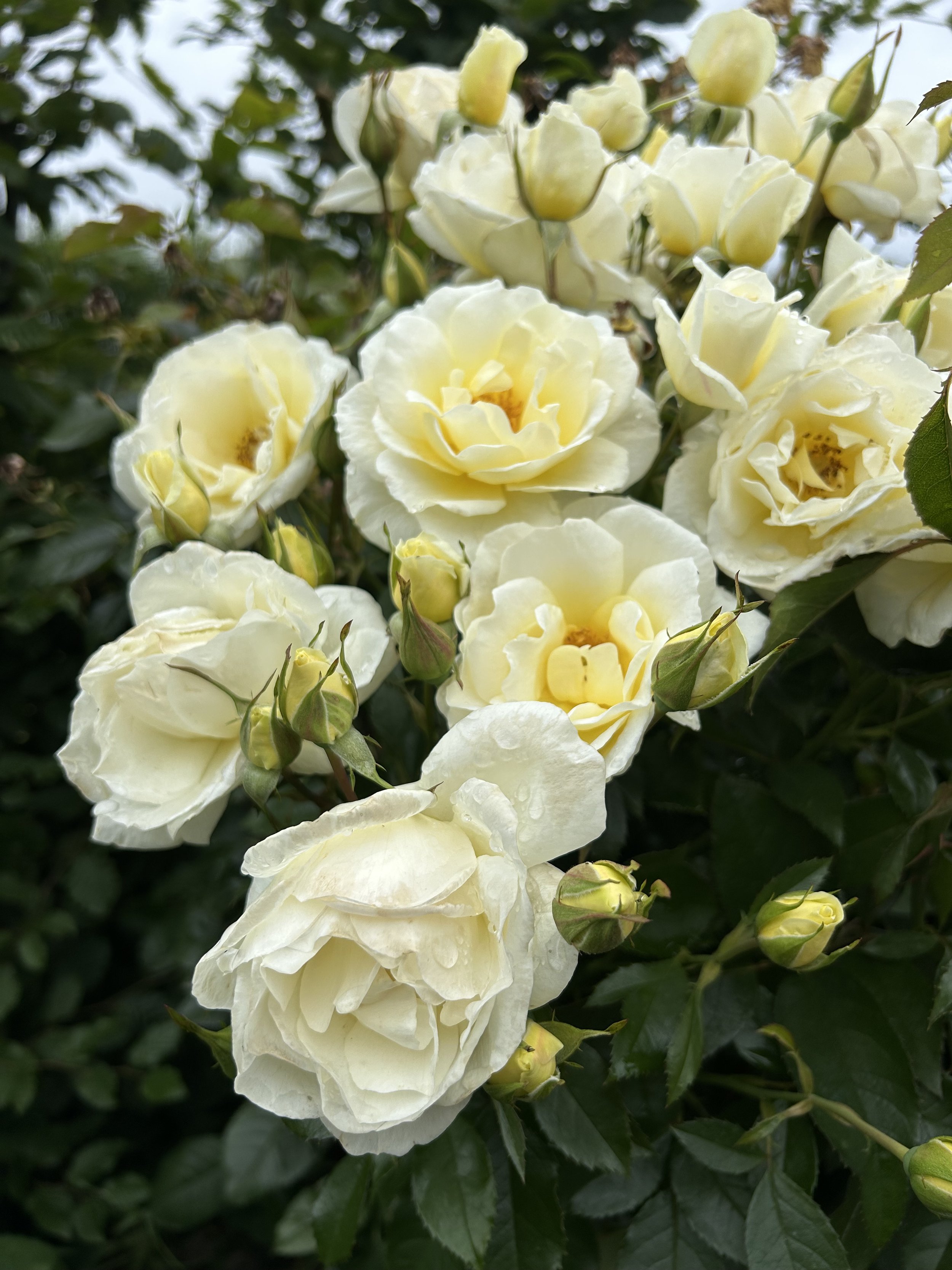 St Mary's rose - named after the high school I went to in Stratford, New Zealand.  (Now Taranaki Diocesan School for Girls.)  