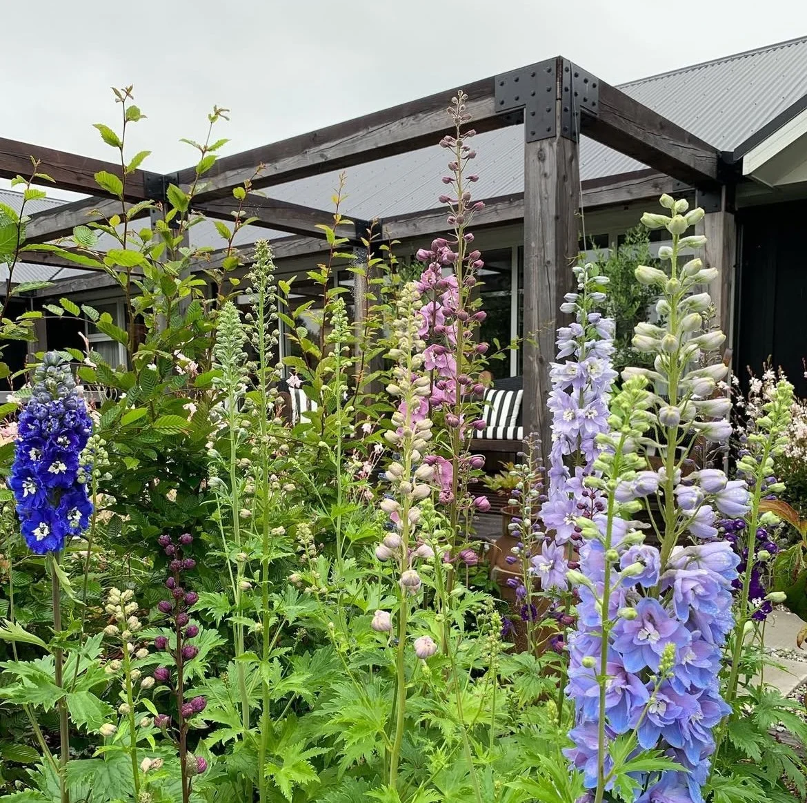 Delphinium Magic Fountains mix.  