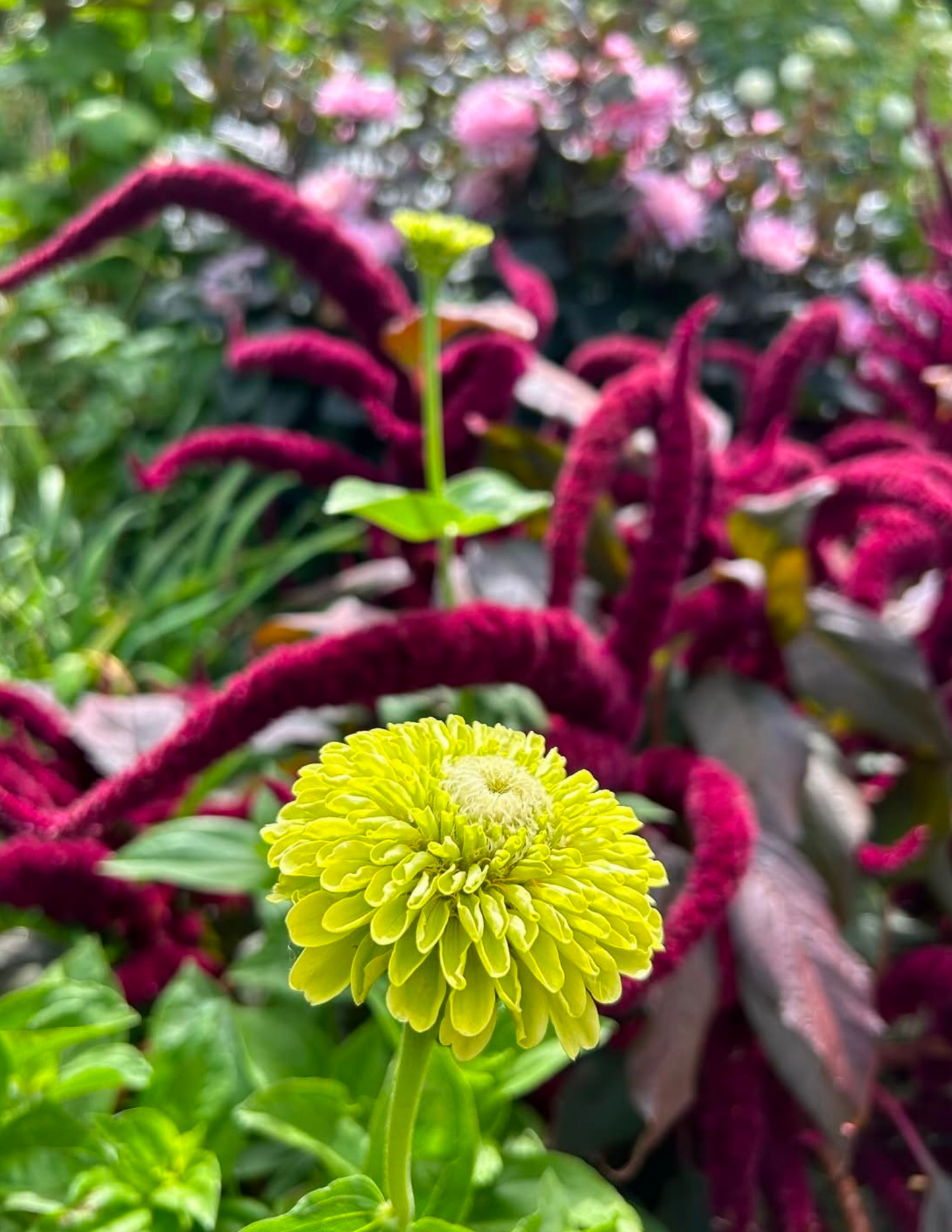 Giant Lime zinnia with Amaranthus Crimson Fingers in the background, and Melody Harmony pink dahlias.