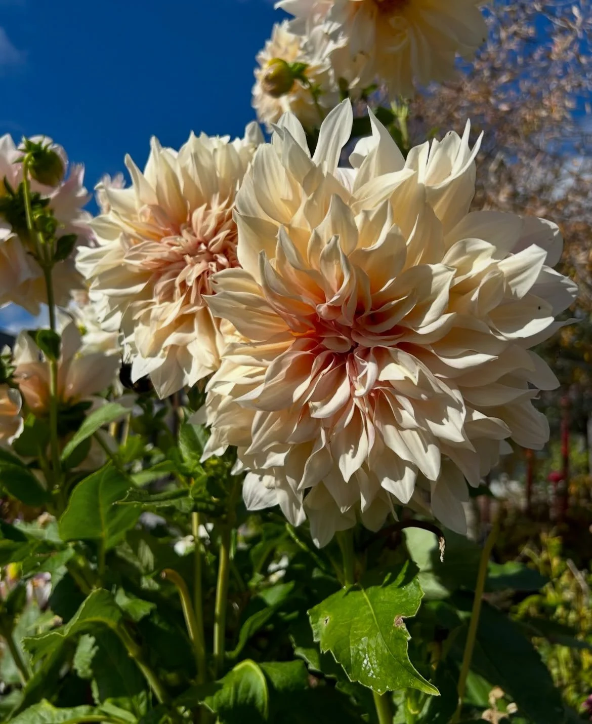 Dahlia Cafe au Lait.  