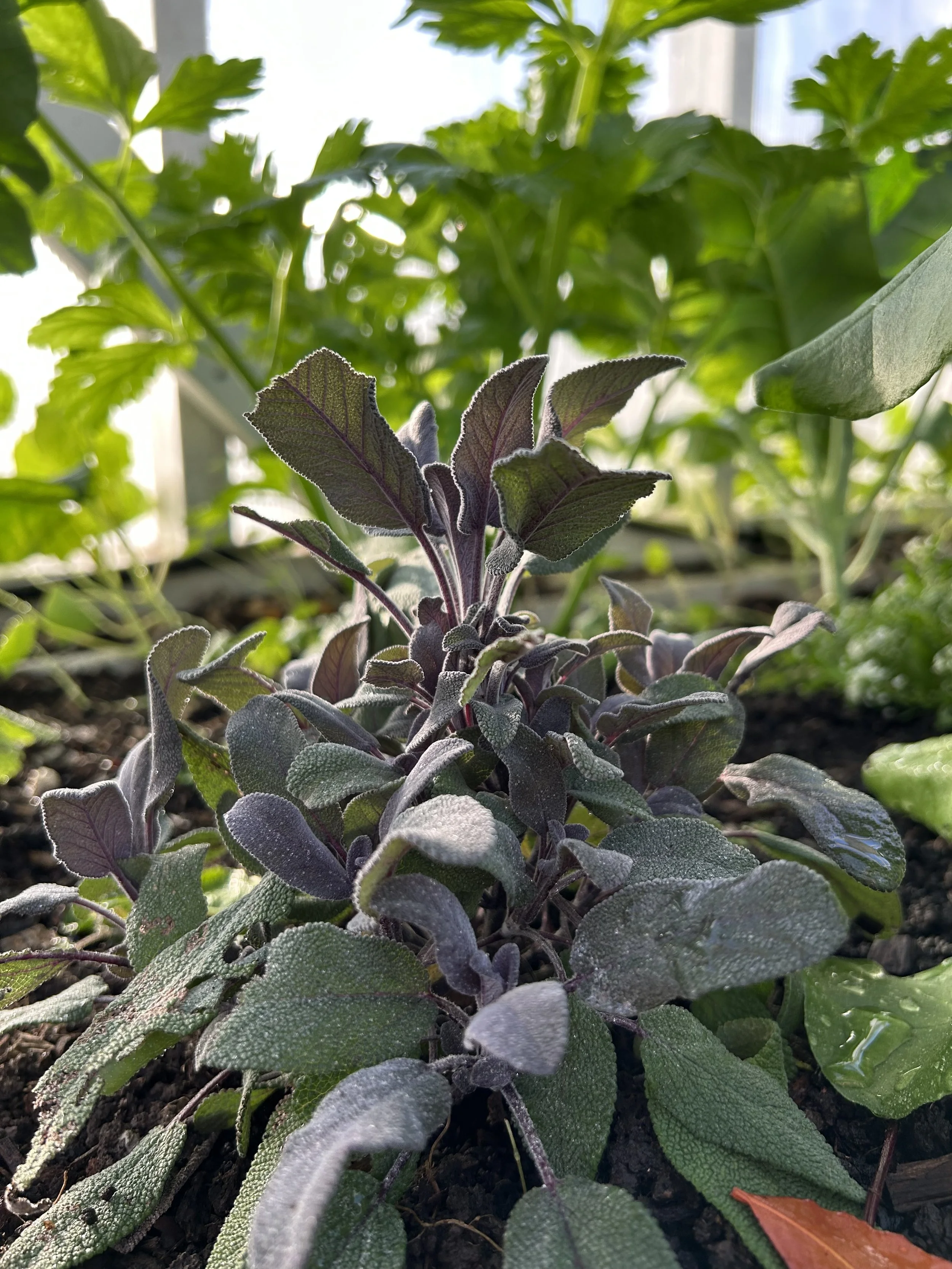Sage deters cabbage moths, carrot fly, and beetles, making it especially valuable around brassicas and carrots. Its fragrant oils act as natural insect repellents. Sage flowers provide nectar for bees, butterflies, and predatory hoverflies. While not