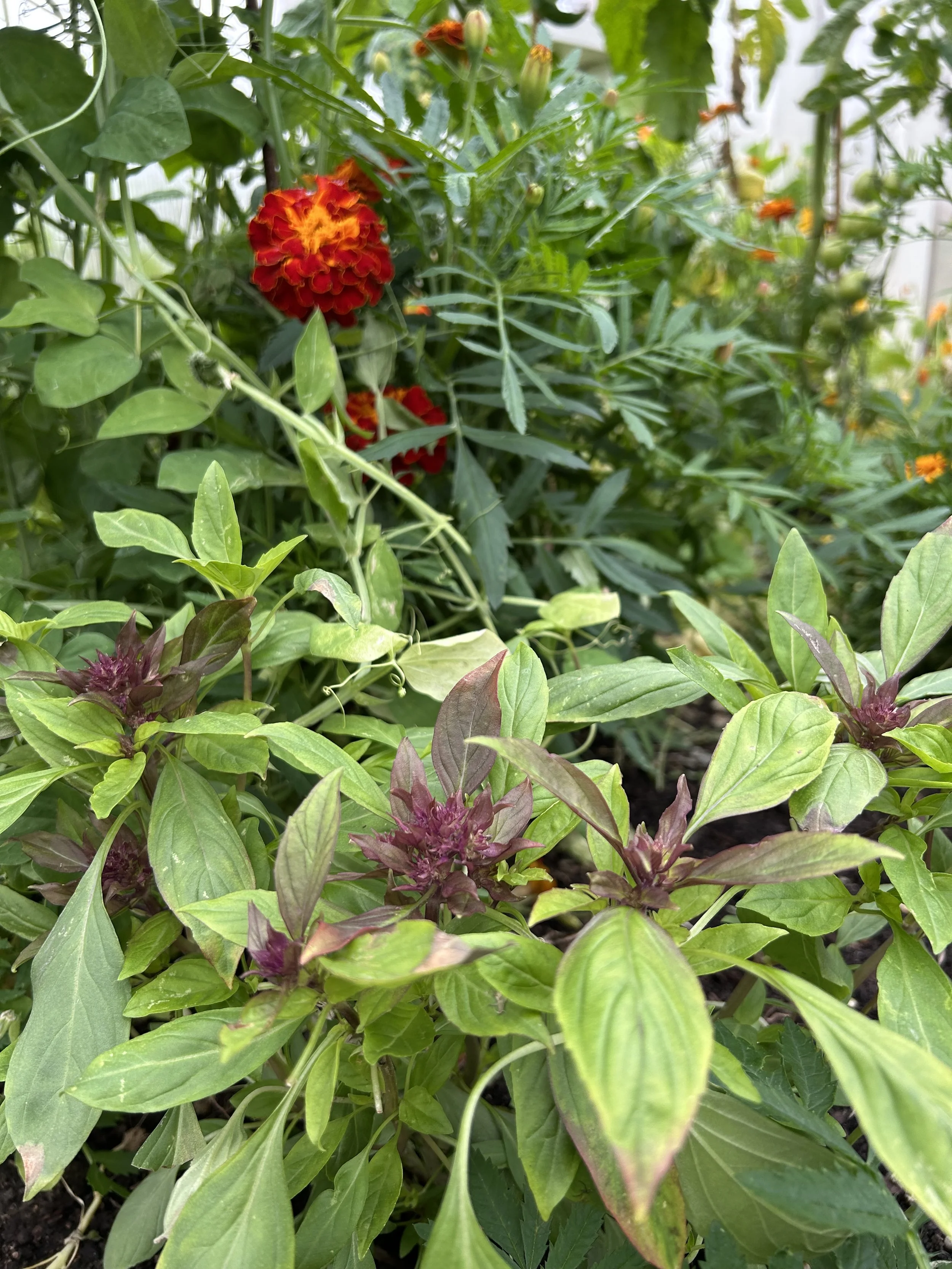 Like sweet basil, Thai basil repels whiteflies and pests that attack tomatoes and peppers. Its stronger clove-like scent is particularly unappealing to mosquitoes and flies. It produces nectar-rich purple flowers that support pollinators. Thai basil 