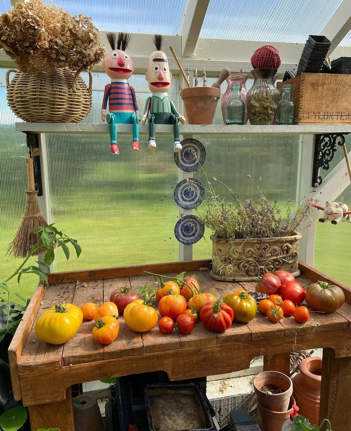 My tomato plunder - one of many - from the 2024 season.  