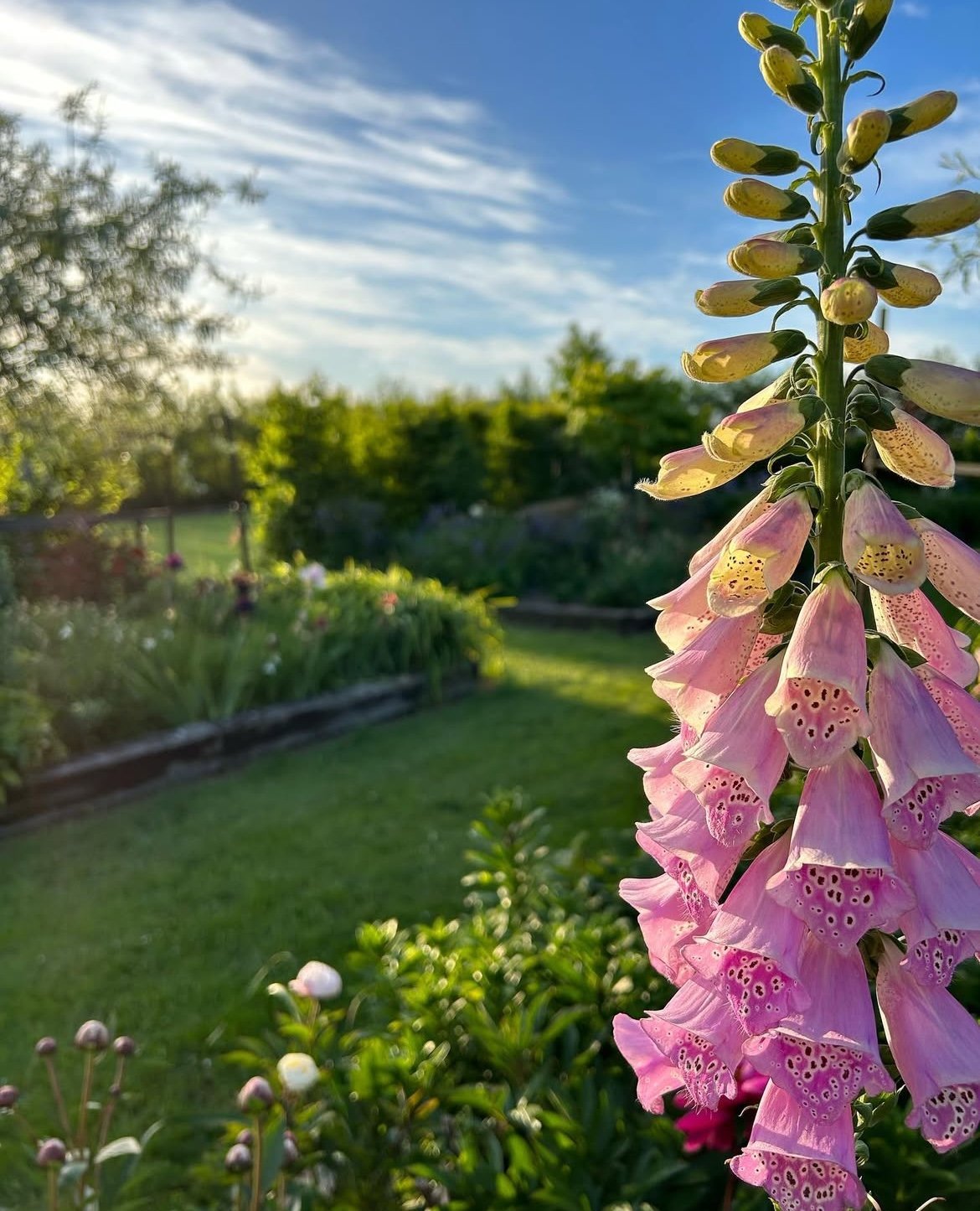 Beautiful self-seeded foxgloves (Digitalis)