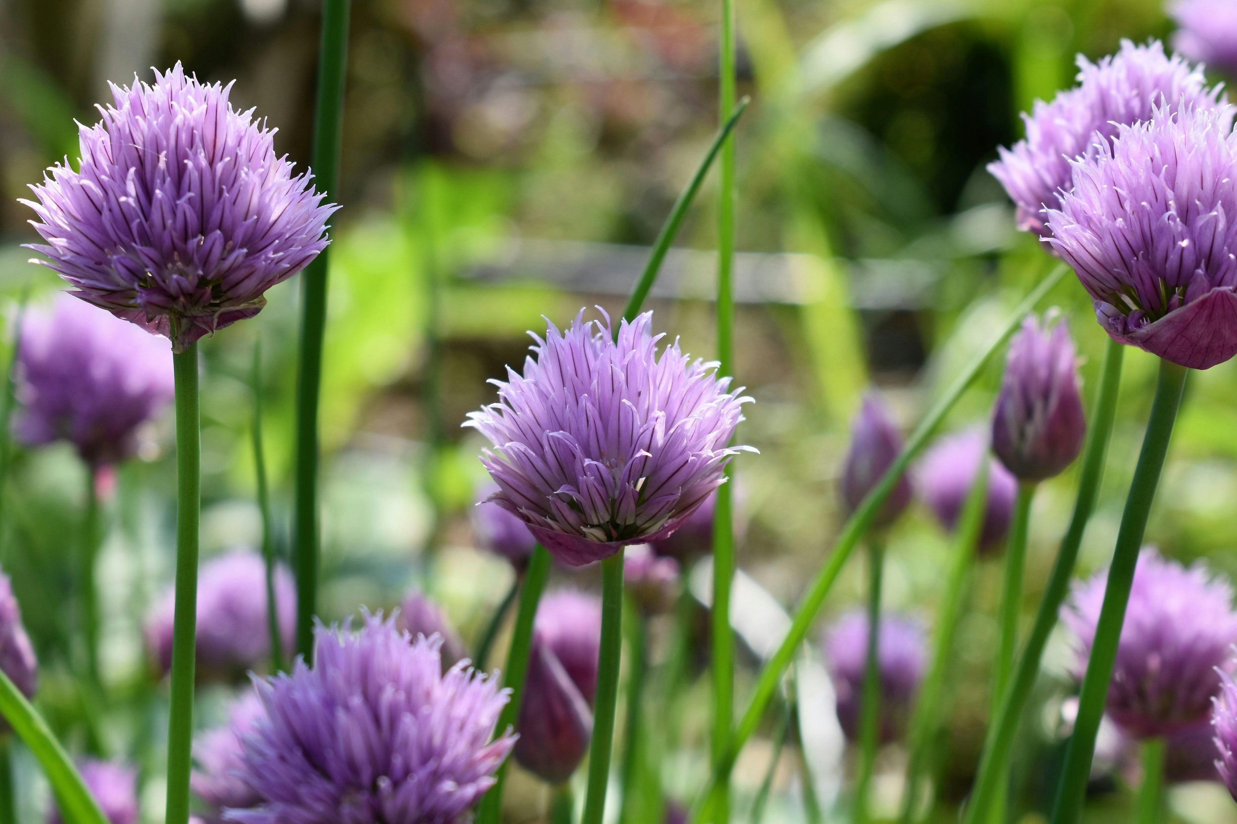 Chives repel aphids, Japanese beetles, and carrot rust fly with their oniony scent. They improve the health and flavor of nearby carrots and tomatoes. Their purple blossoms attract pollinators like bees, while also supporting parasitic wasps that pre