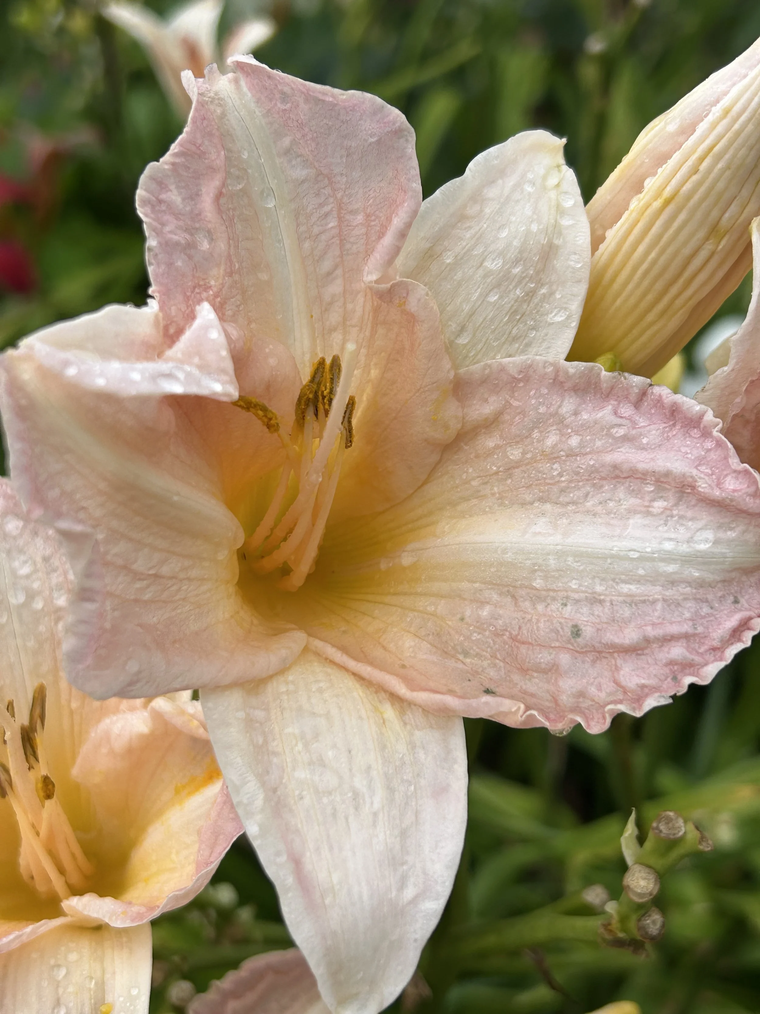 Beautiful pink daylily that I can't remember the name of.  
