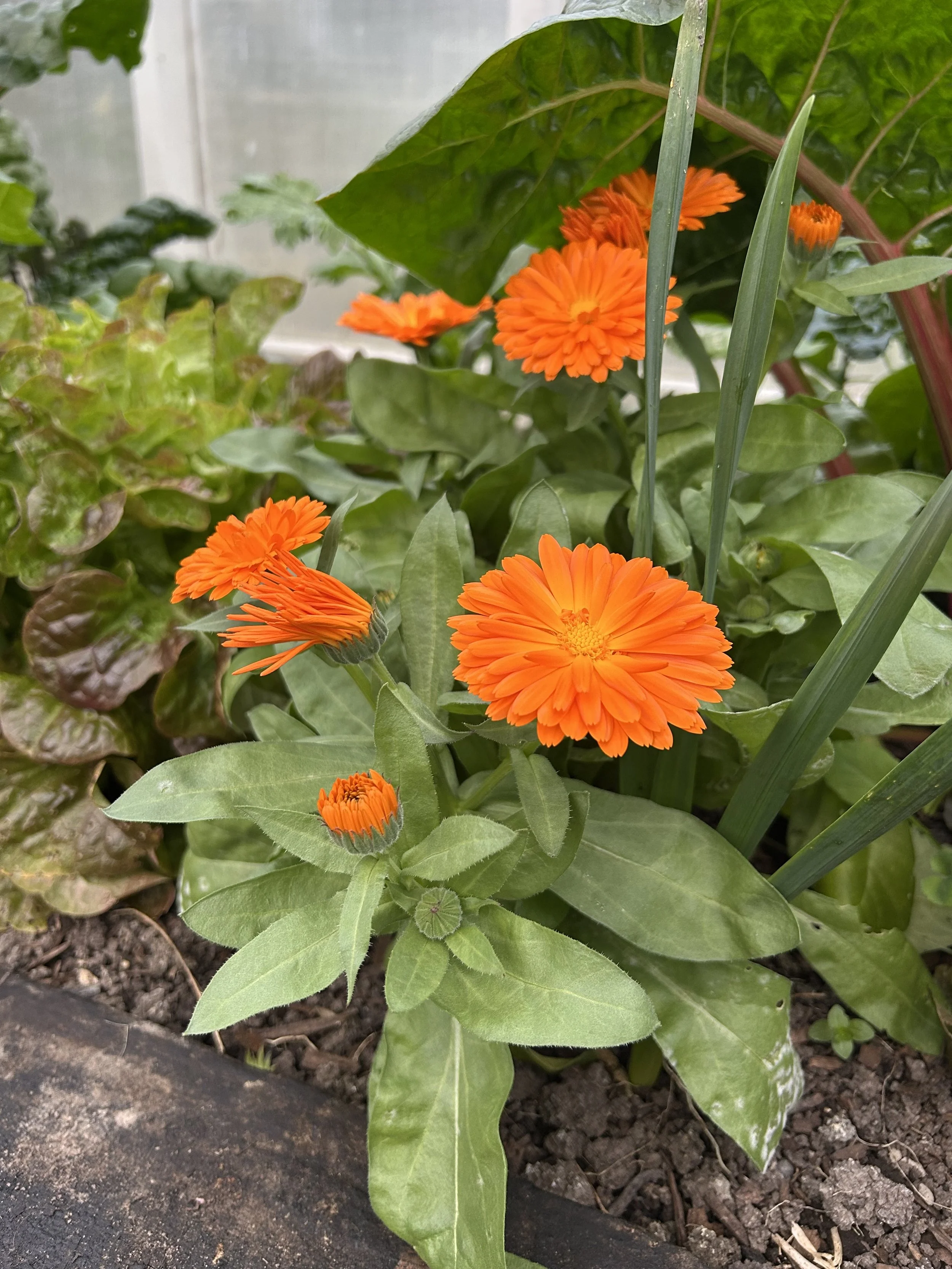 Calendula repels nematodes, aphids, and asparagus beetles with its sticky resin. It is also famous for being a “trap crop,” luring aphids and whiteflies away from vegetables. Its cheerful blooms attract pollinators such as bees, and beneficial insect
