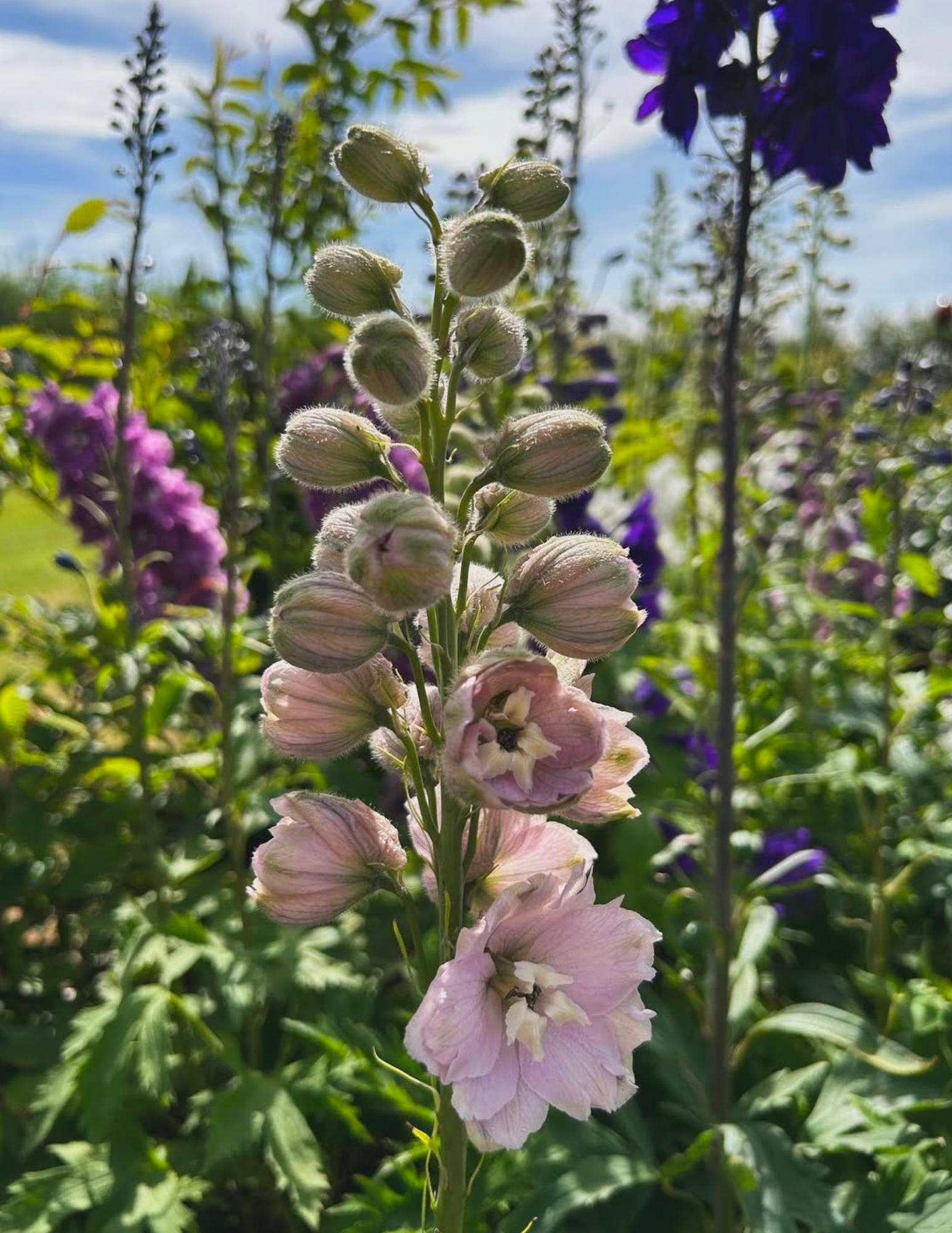 Delphinium from the Magic Fountains mix. 