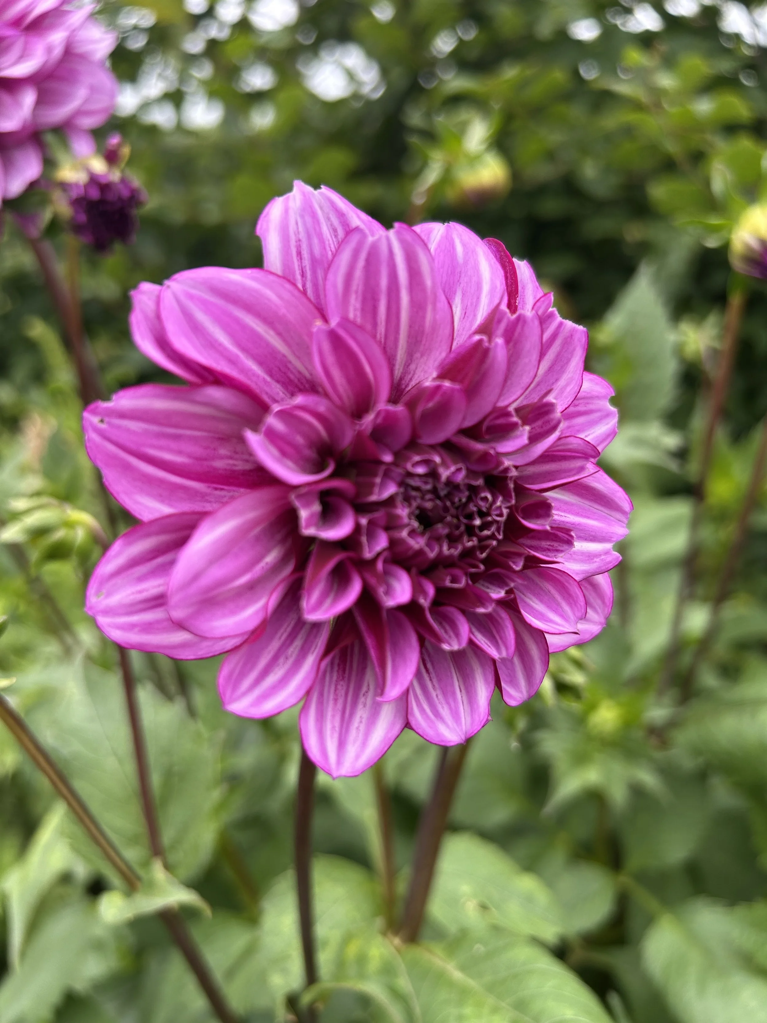 Dahlia Blue Bell.  