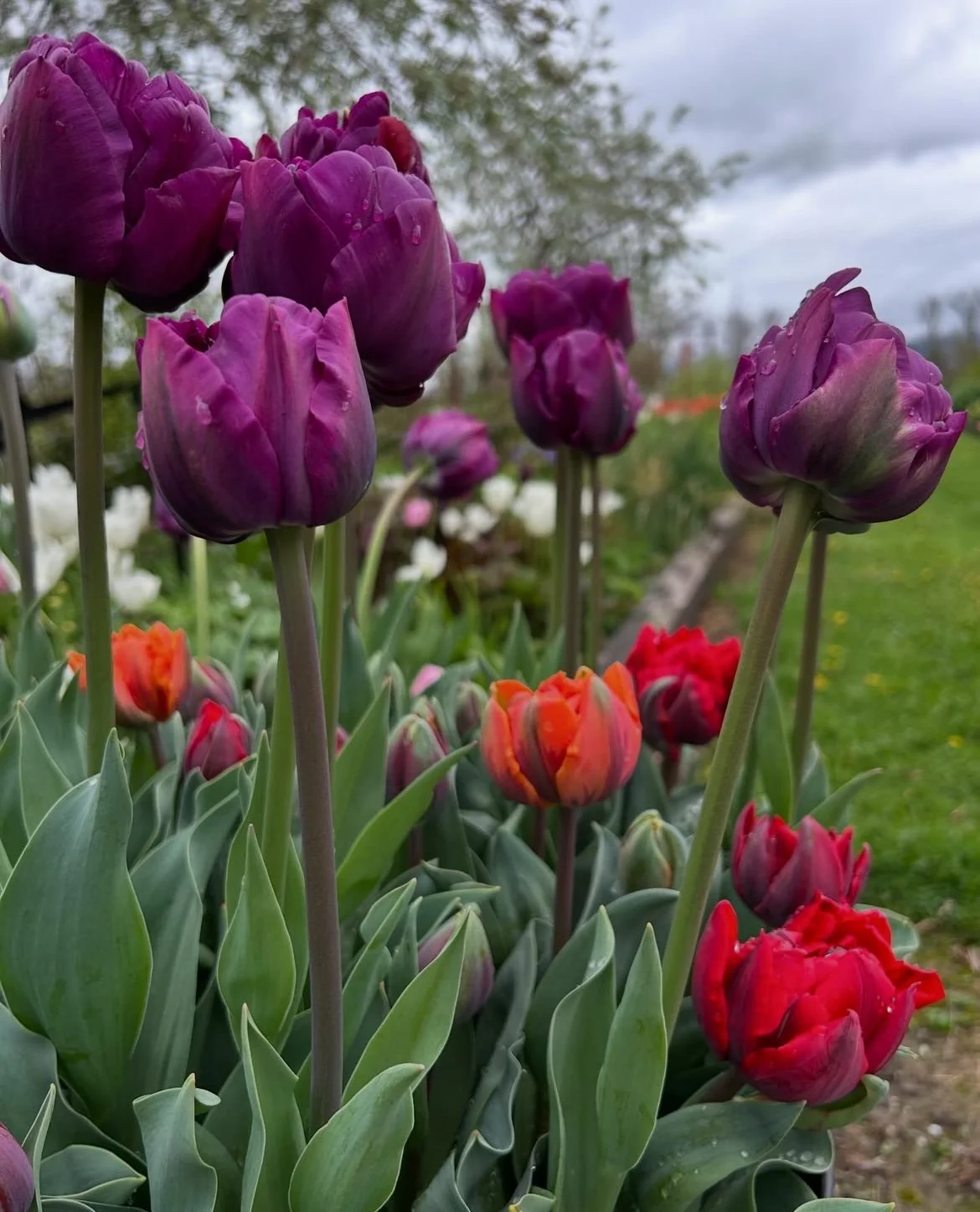 A mix of Princess tulips.  