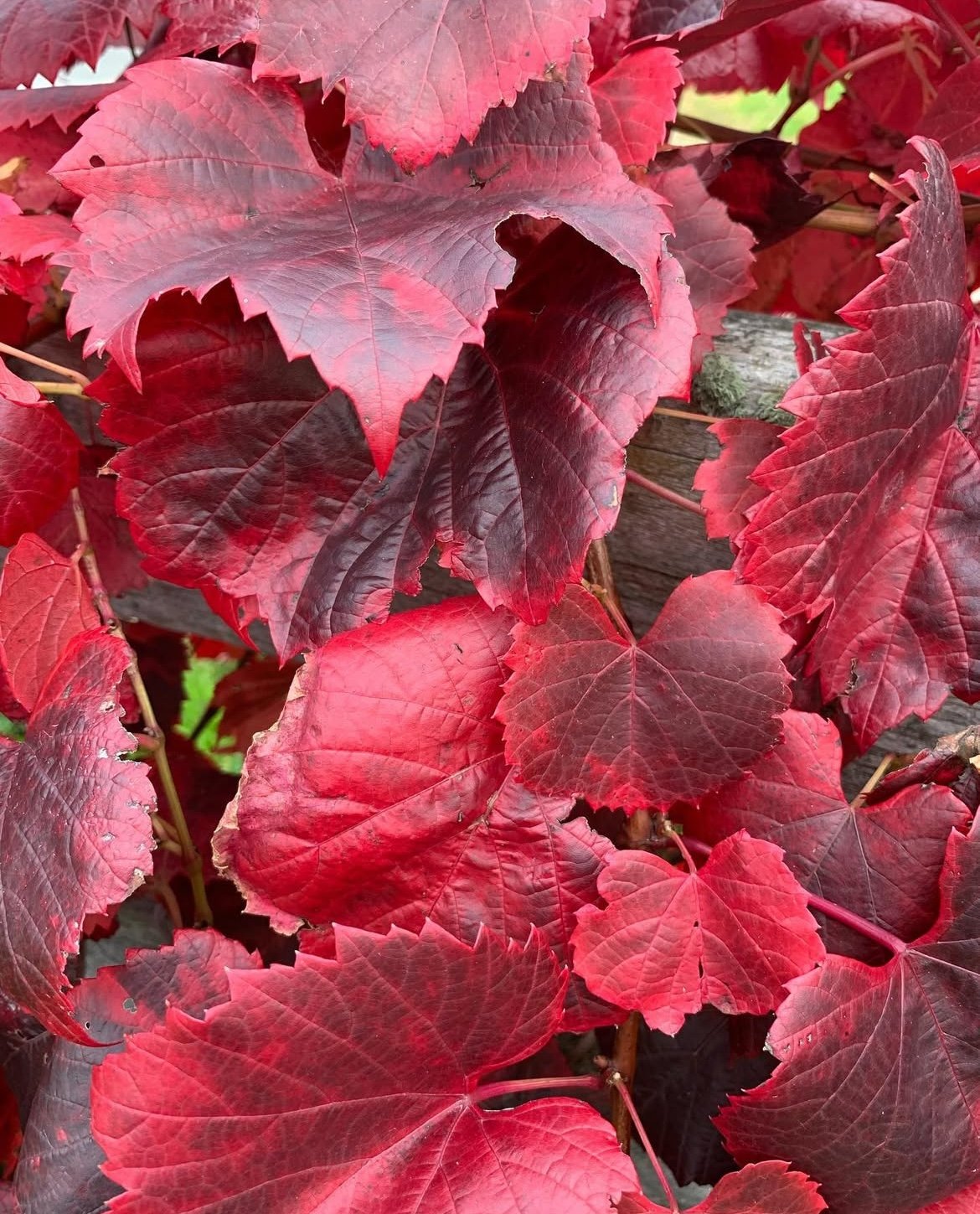Ornamental grapevine - autumn colour
