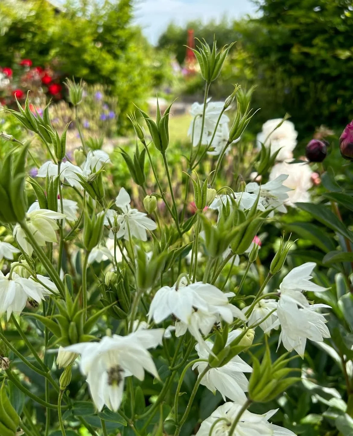 White aquilegia in the perennial border.