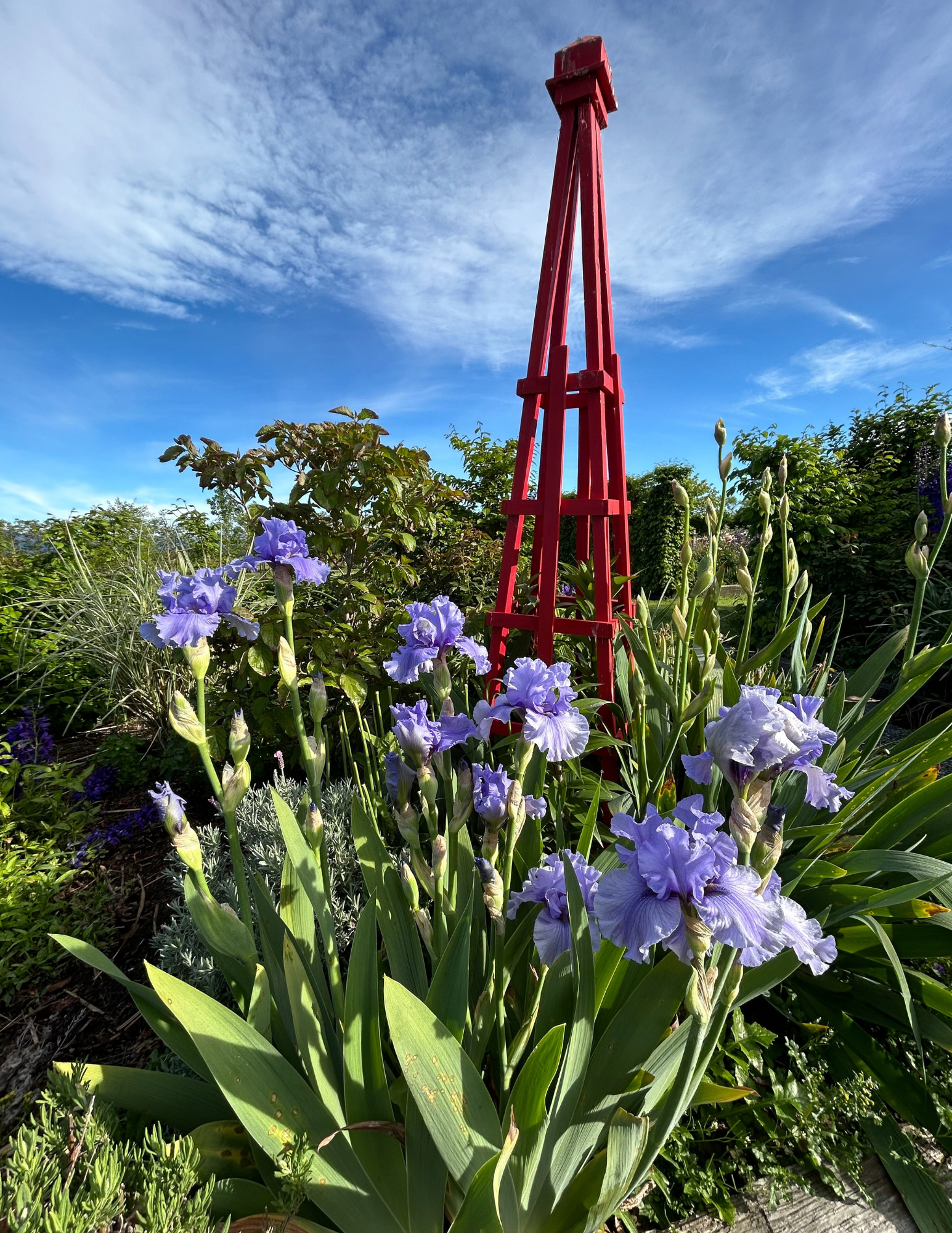 Bearded irises galore!