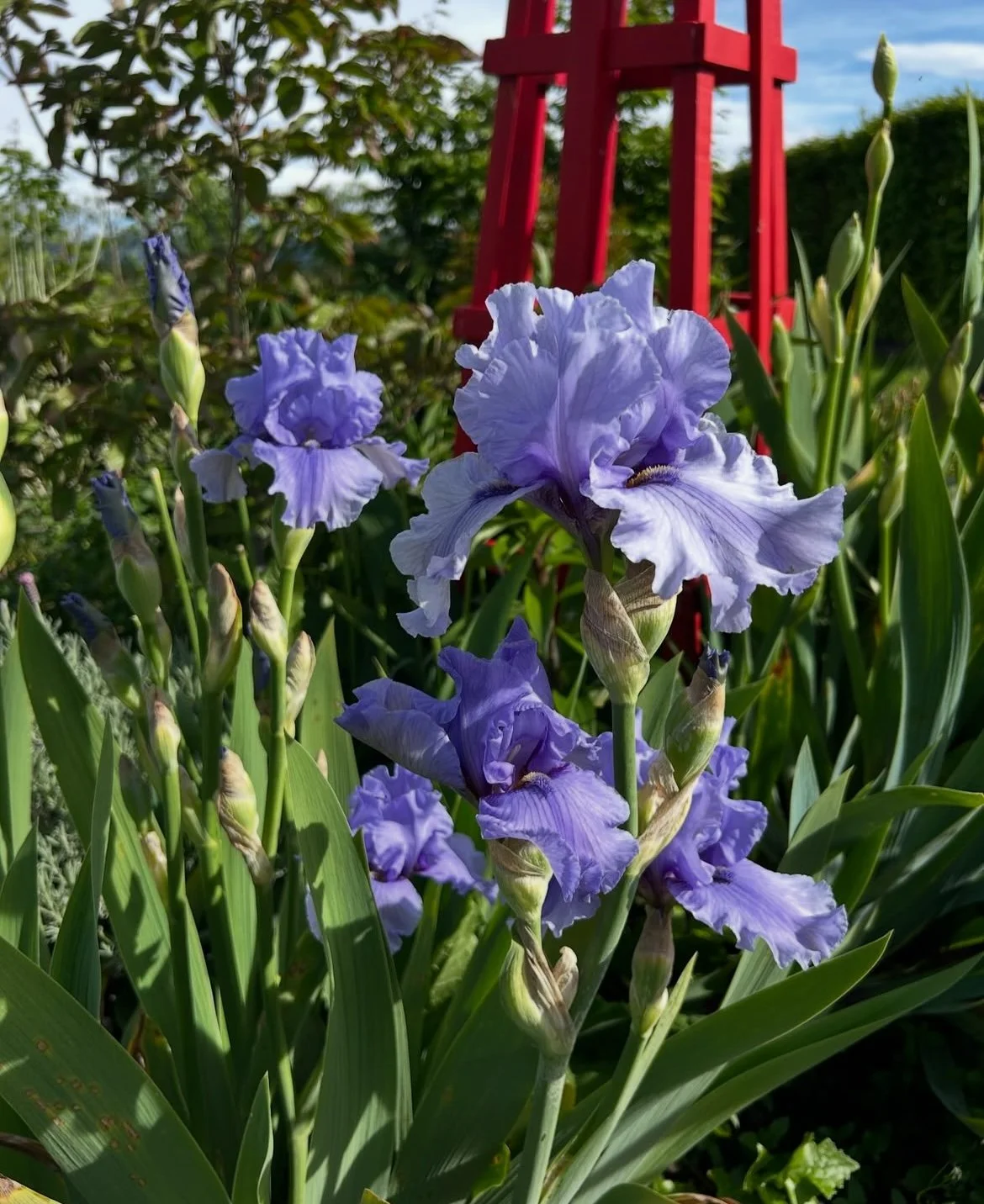 Blue bearded iris.