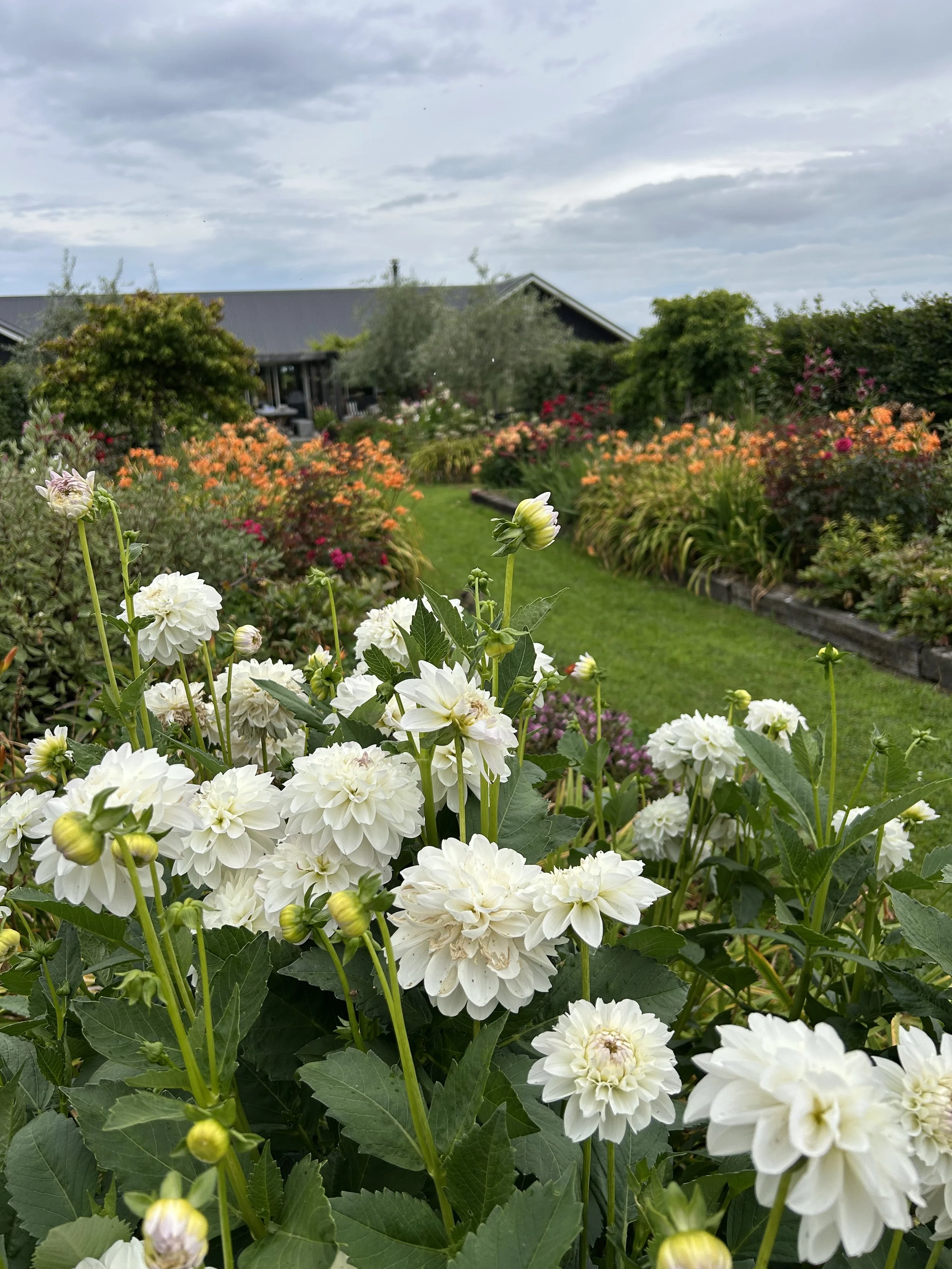 Dahlia Eveline.  It got crushed by a downpour a few days later.  Stake your dahlia's!  I am still kicking myself.  