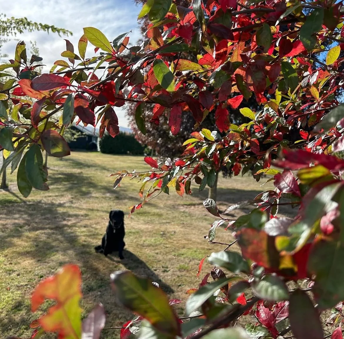 Tupelo tree - the most amazing autumn colour of all the deciduous trees.  