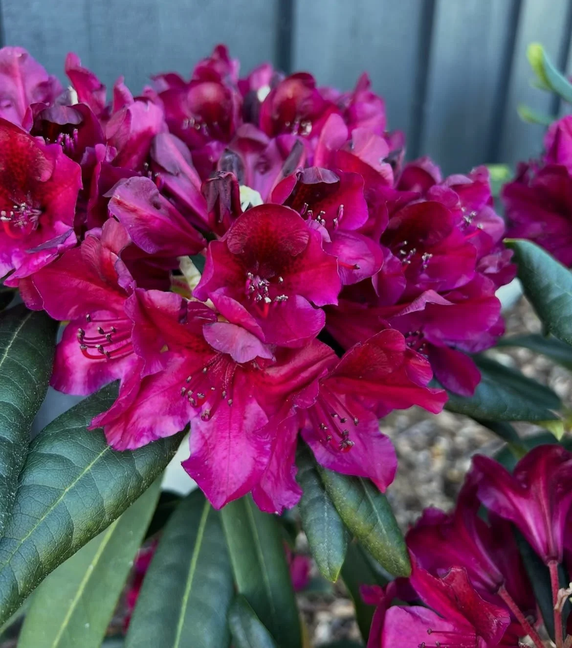 Rhododendron Black Sport growing tips tricks guidance advice beautiful how to grow seasonal colour shrubs shrub evergreen