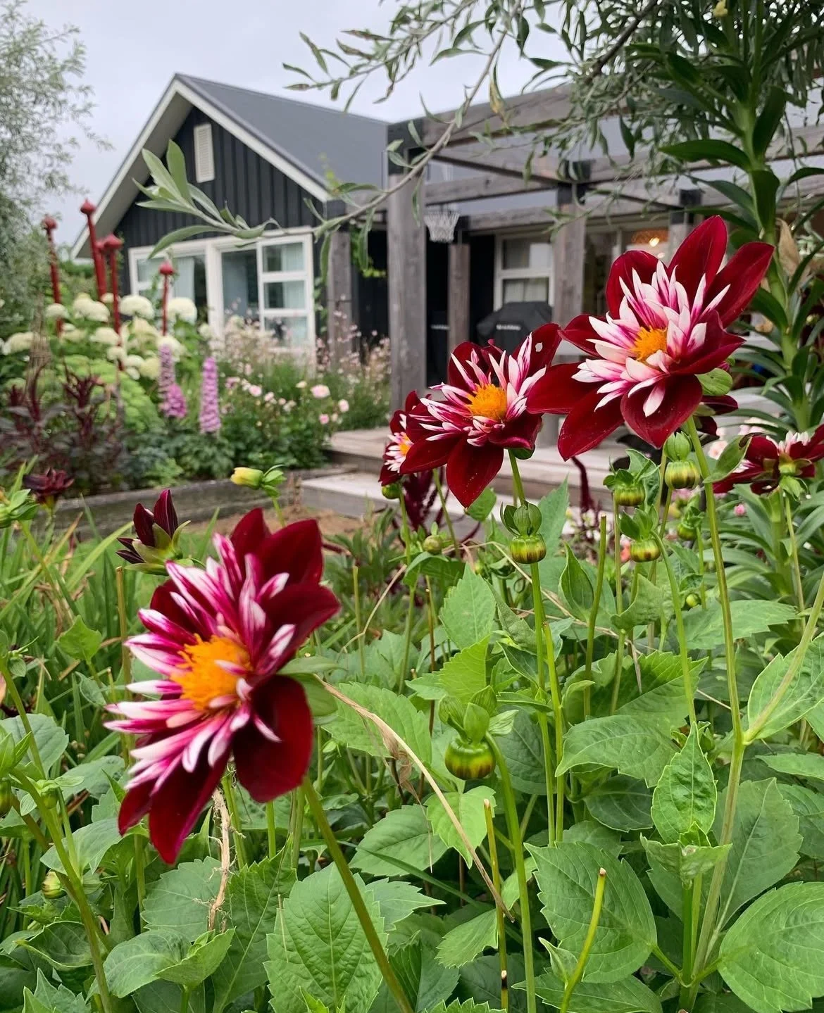 Dahlia Night Butterfly.  