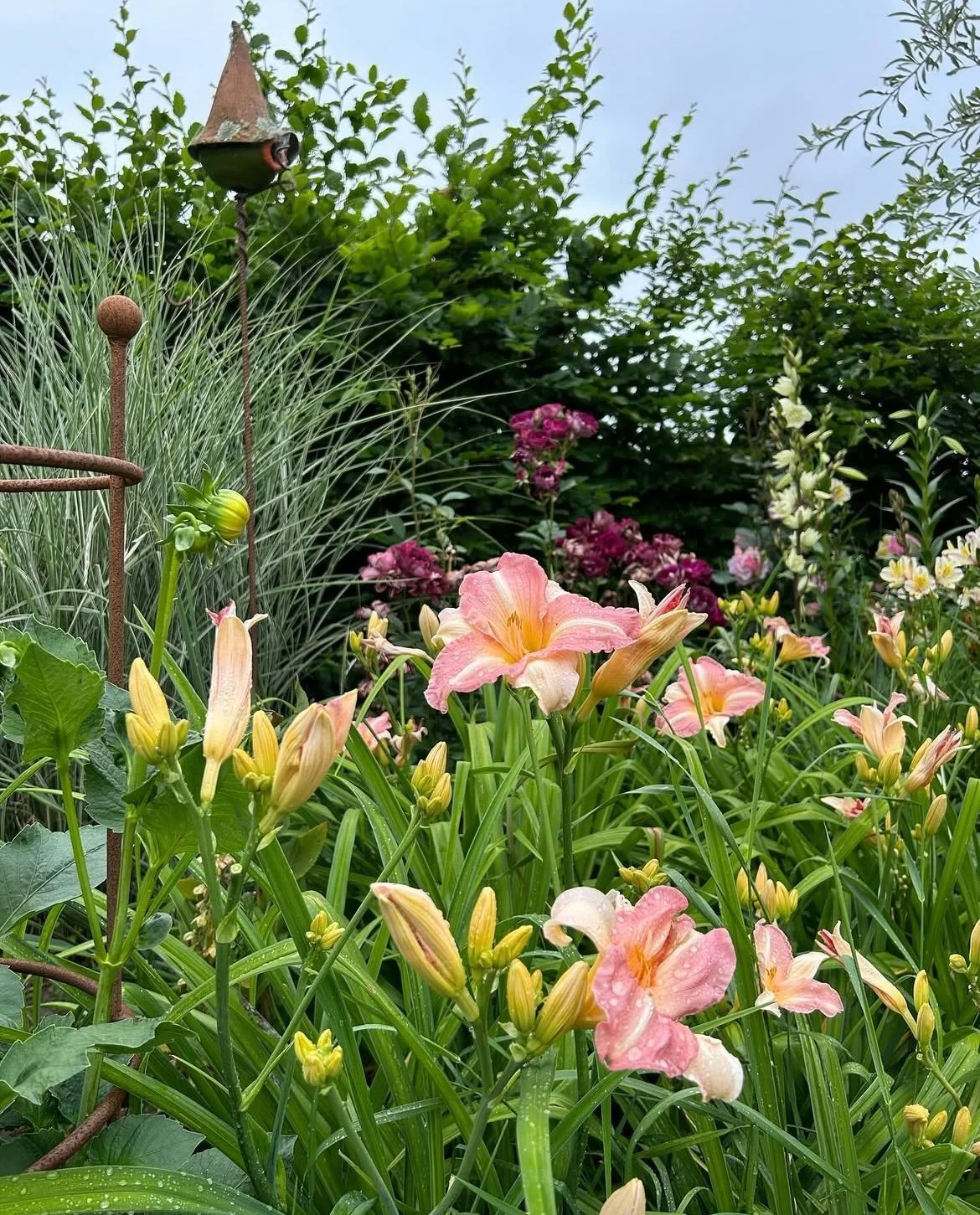 Unknown pink daylily, with burgundy Iceberg rose in the background.