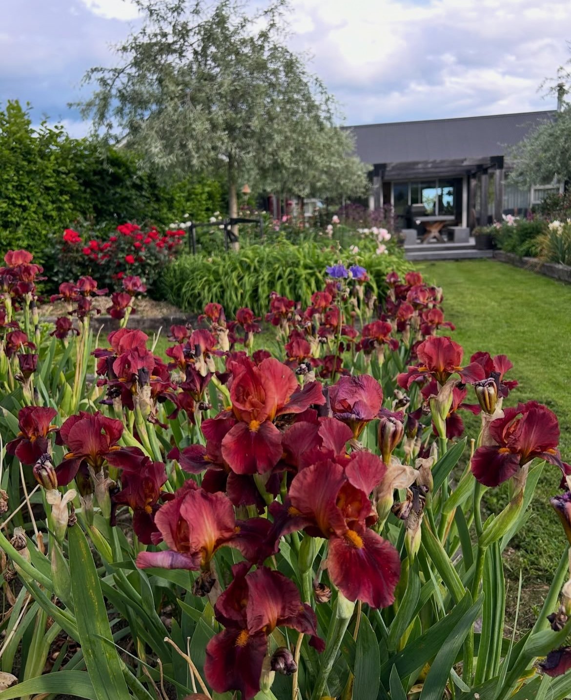 Unknown name intermediate bearded iris planted en mass in my perennial borders.  Weeping silver peer trees in the background.  