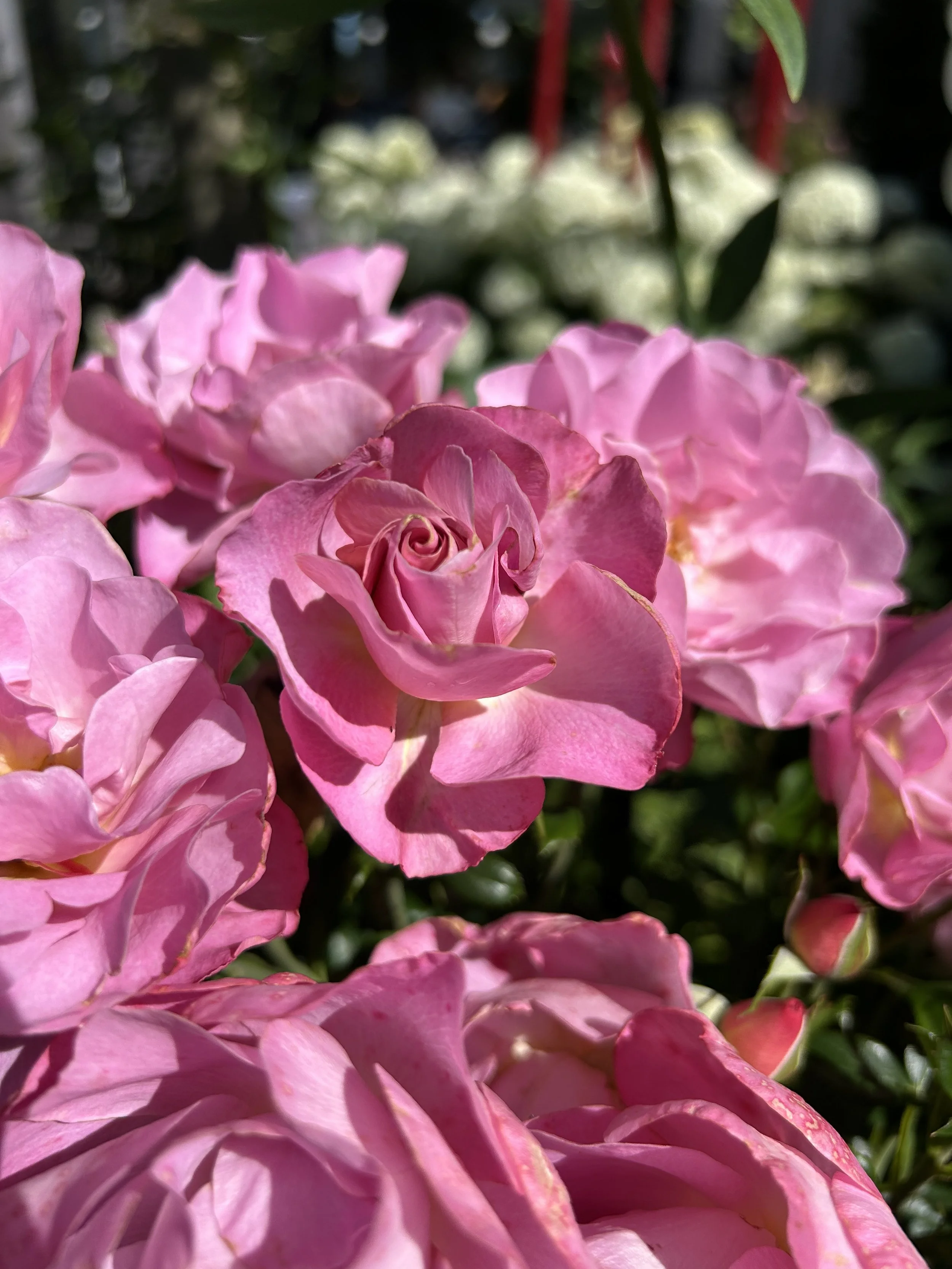 ROSES - a classic cut flower, with unmatched fragrance and colour variety. Many varieties are repeat bloomers, blooming from spring through to autumn, and have perfect long stems suitable for floral arrangements.  Propagation is best by grafted plant