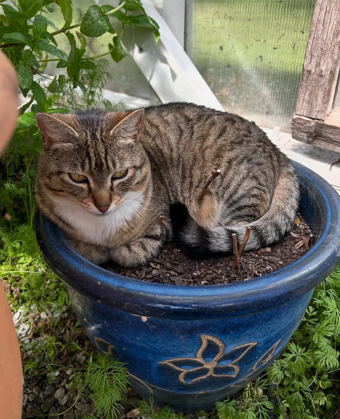 Miss Pebbles likes to plant herself in my pots - it doesn't matter if it has a plant in it either.  