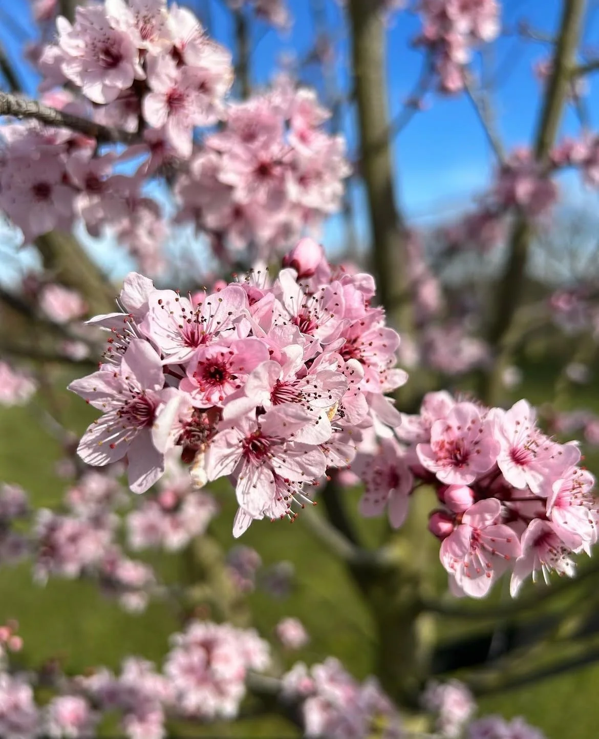 Prunus Thundercloud spring blossom.  It has burgundy foliage all summer.  