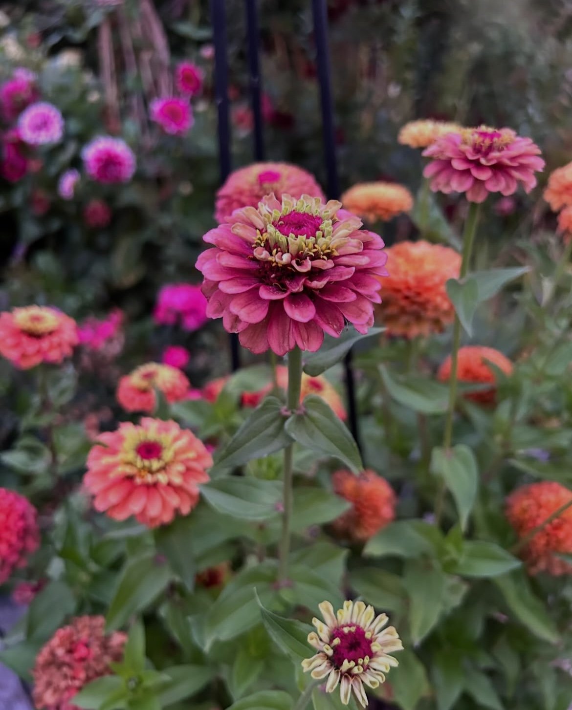 ZINNIAS - Bold, bright, or dusky salmon/beige, heat-loving flowers with strong stems. These are great for summer bouquets.  They bloom from midsummer to autumn.  Propagation is by seed, which is best sown direct in late spring after frosts.  You can 