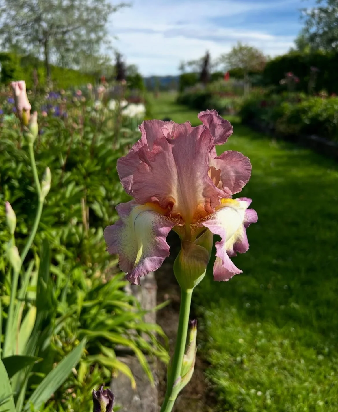 BEARDED IRIS - sculptural spring flowers with intense colours. They're striking in floral arrangements, blooming from mid to late spring.  Division of rhizomes in late summer is the best way to propagate them.  They're easy to grow and are drought-to