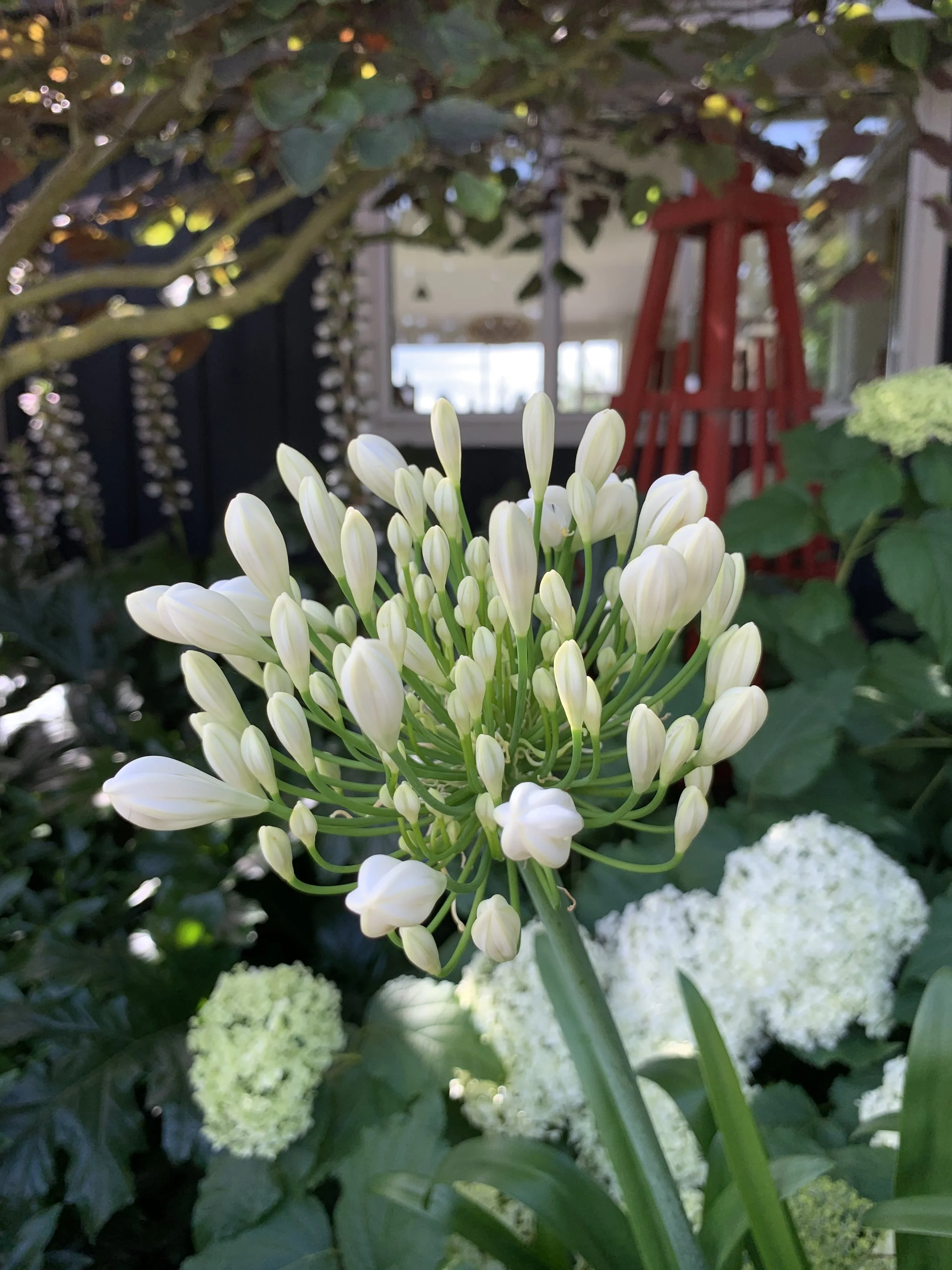 White agapanthus and red obelisk in my shade garden.  