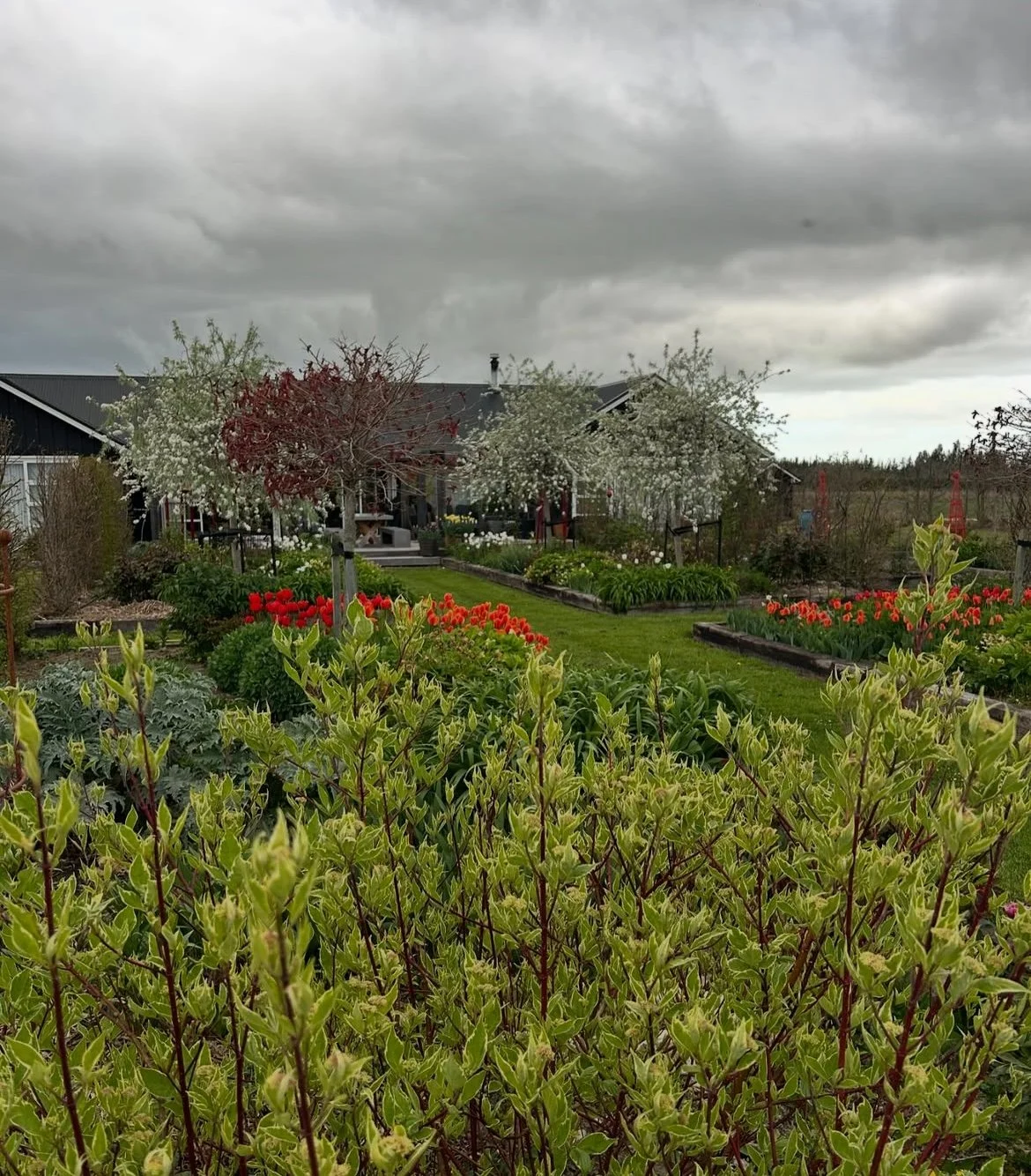 Cornus Alba Elegantissima in the foreground with ornamental weeping silver pear trees in the background.  Liquidambar Gumball is the autumnal colour in between.  