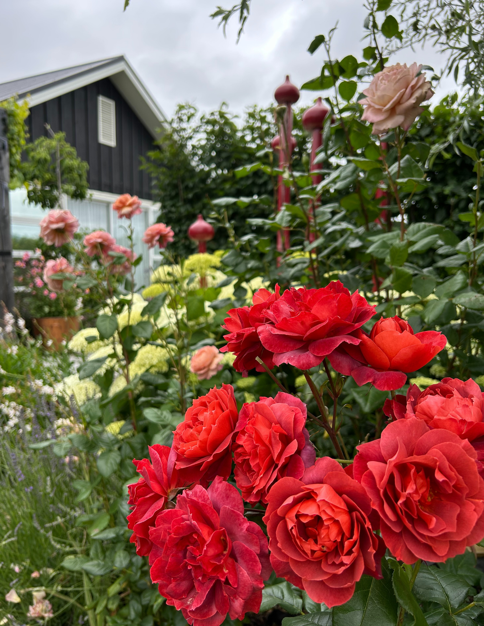 Hot Chocolate rose in the foreground with Annabelle hydrangeas and Cappuccino rose in the background.  The red bamboo poles were made by me.