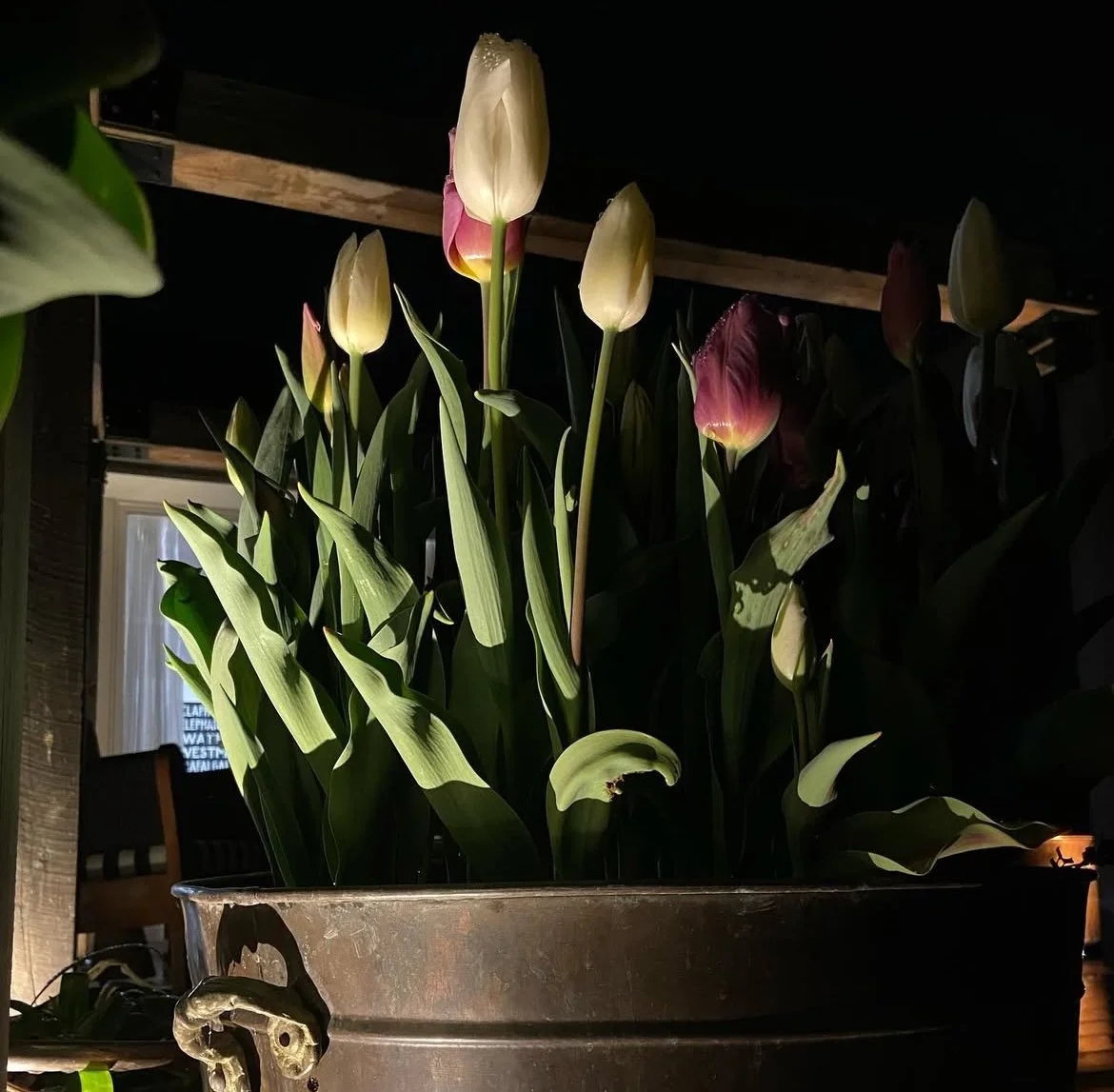 Tulip display at night.  