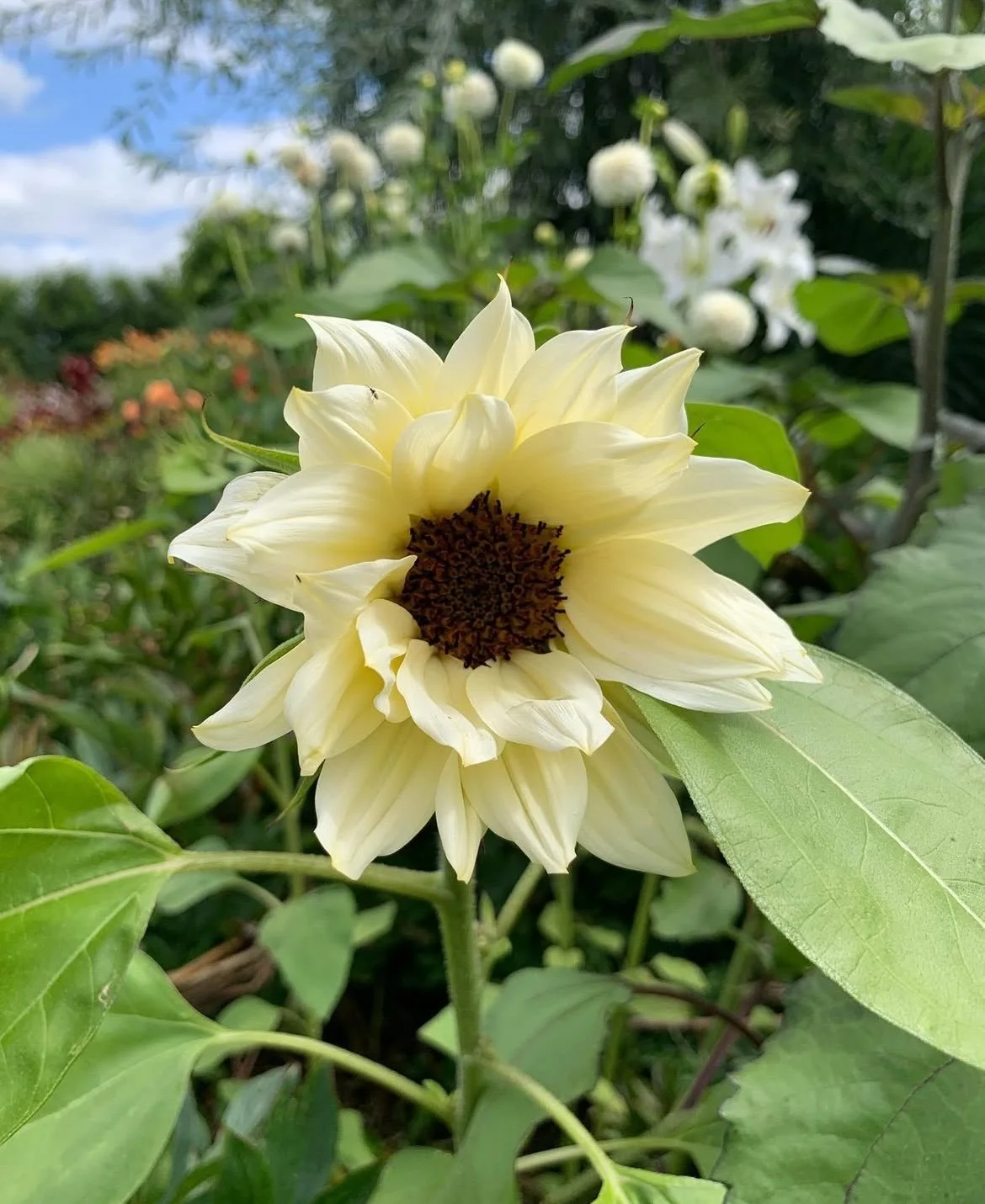 Sunflower in a colour I like - not yellow! (no, it's NOT yellow.  It's cream!)