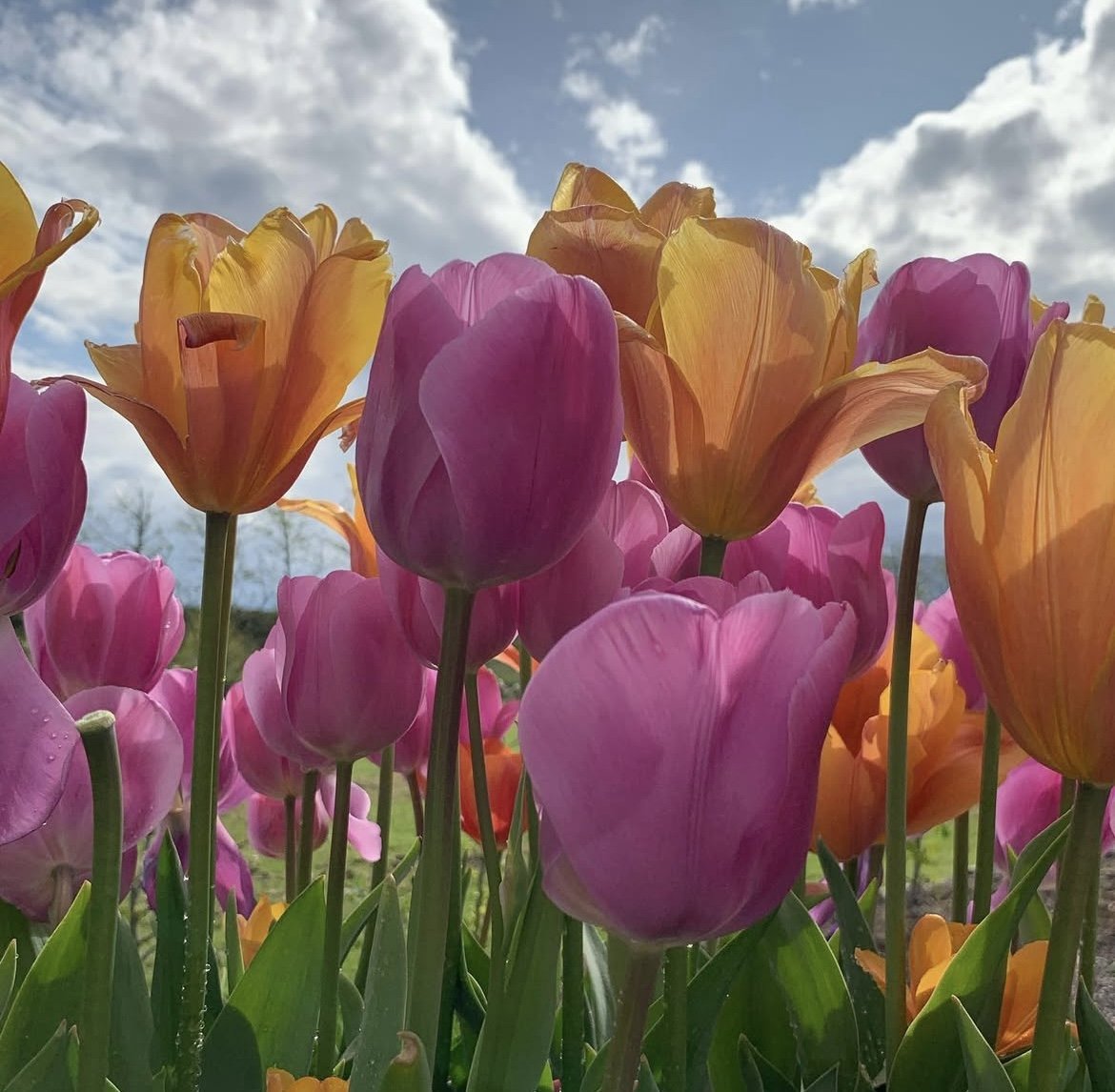 A site providing garden ideas, inspiration, planting combos, photos, tips, tricks, guides, guidance, advice on how to plant flowers and create a beautiful garden.