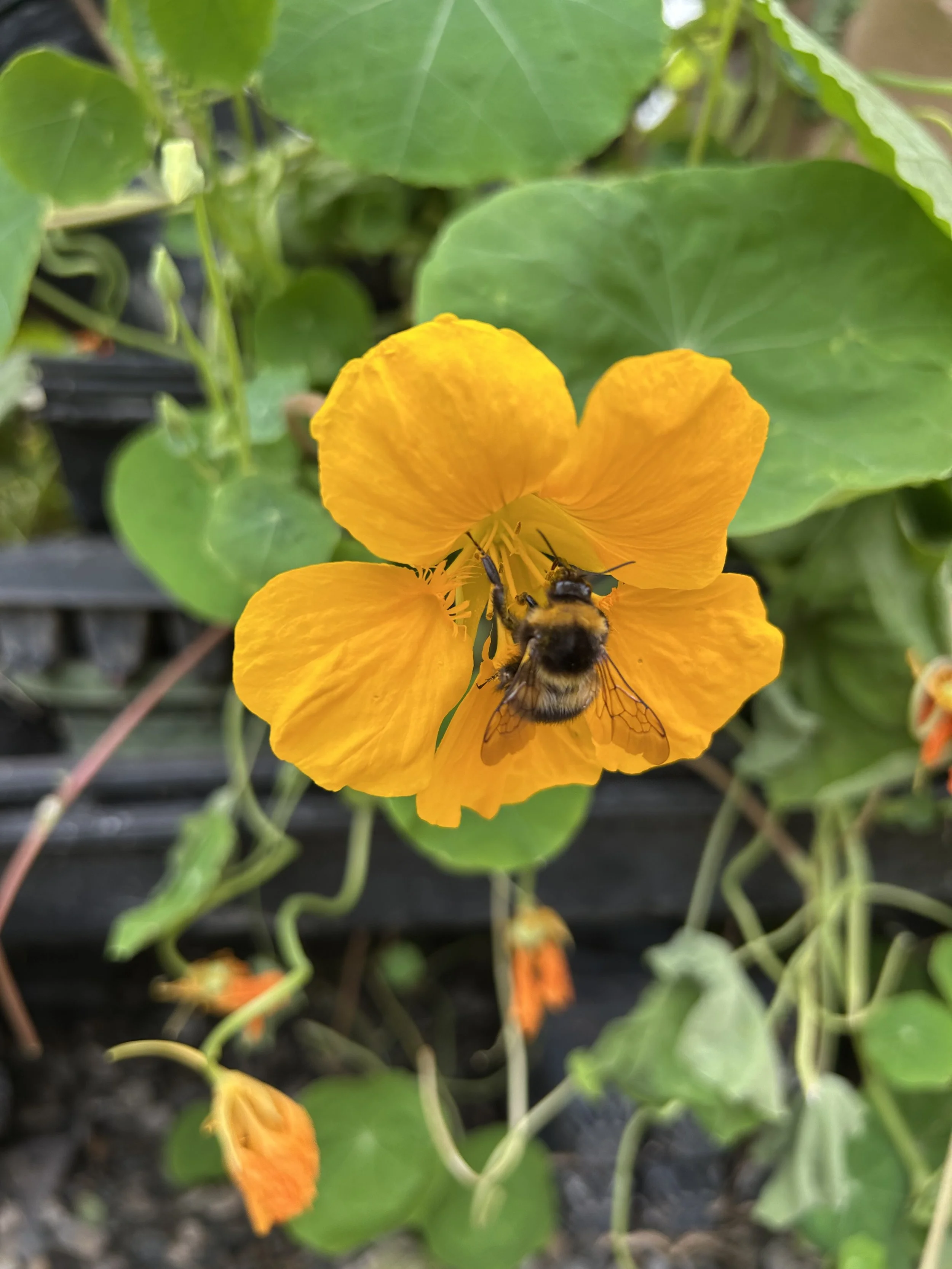 Nasturtiums are classic “sacrificial” or trap crops, luring aphids, whiteflies, and cabbage butterflies away from vegetables like brassicas, cucumbers, and tomatoes. They also repel squash bugs and cucumber beetles with their peppery scent. Nasturtiu