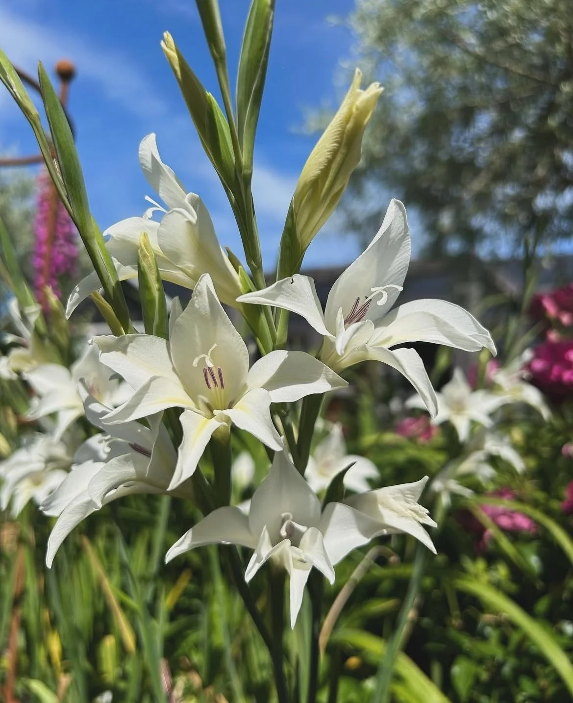 GLADIOLUS - tall, dramatic spikes that add vertical interest to arrangements.  The pictured variety is Gladiolus Nanus "The Bride" variety which are slightly different, and I think, far more beautiful, than the blooms we more typically associate with