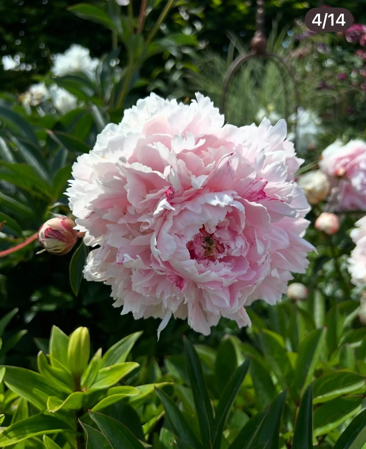 PEONIES - my favourite by far! Luxurious, lush blooms in spring. Even the buds look amazing in a vase. They have a long vase life too.  They bloom from mid to late spring - it's a short, but spectacular season.  Propagation is by division of clumps i