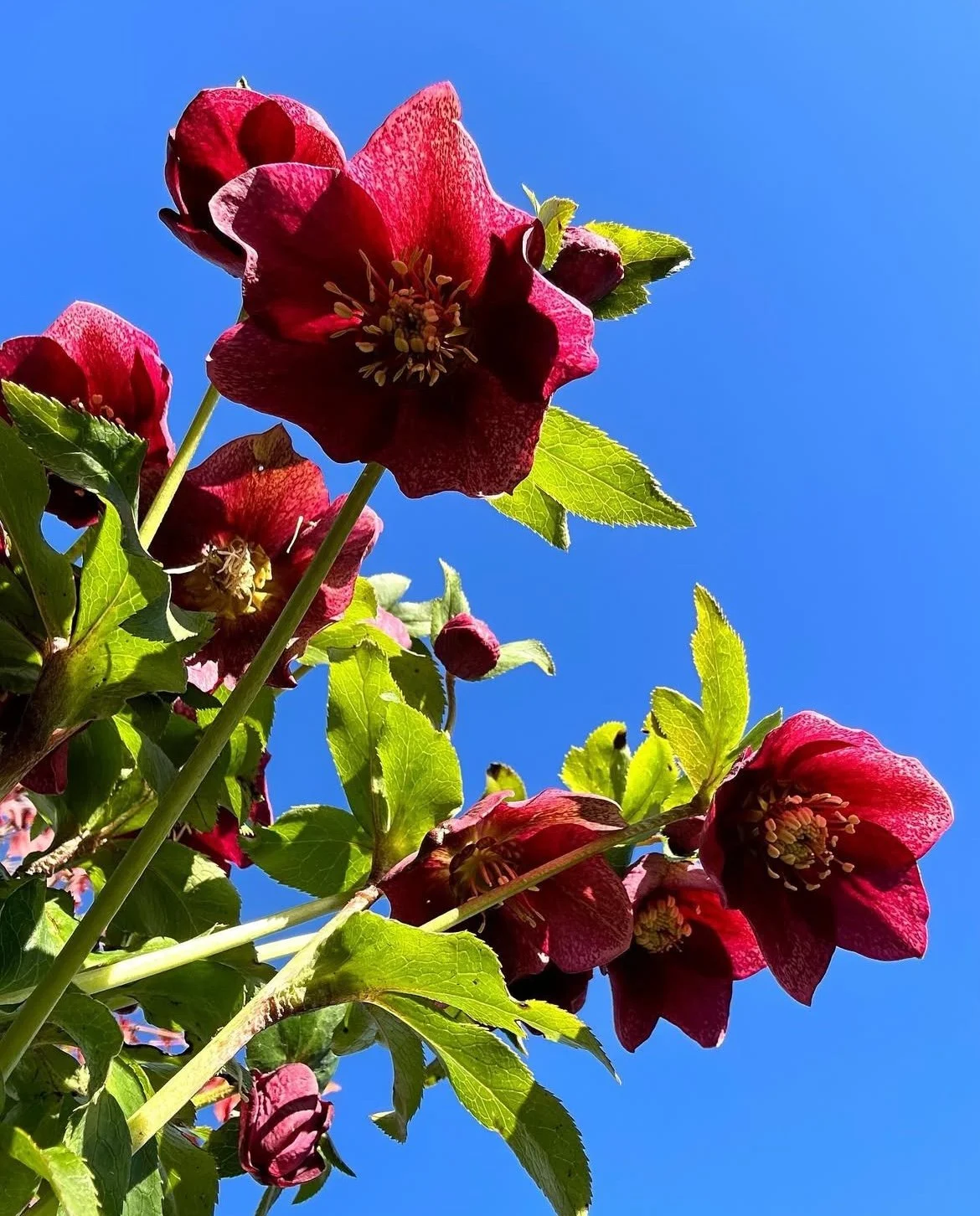 Hellebore - or winter rose.  