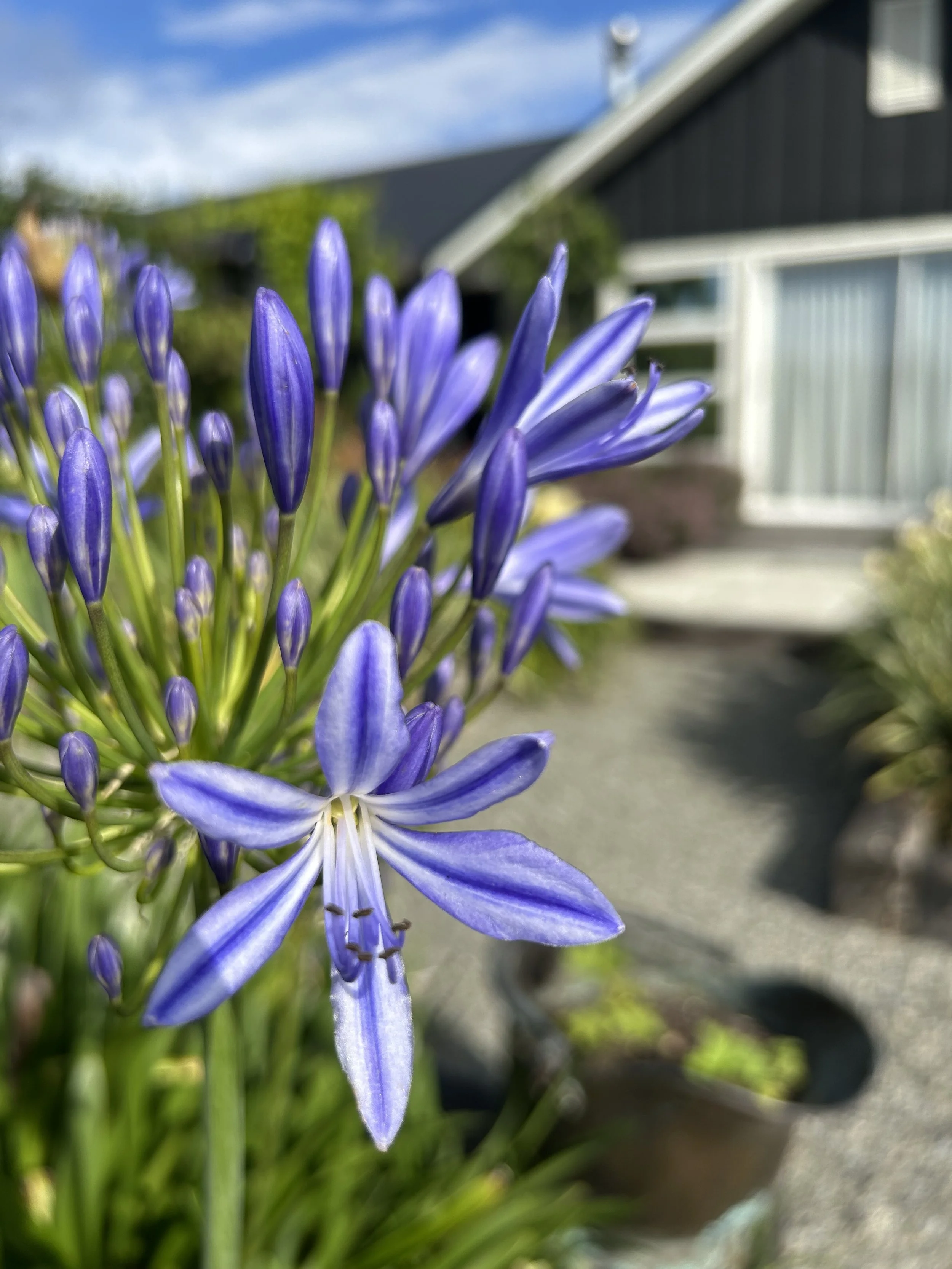 Blue Agapanthus