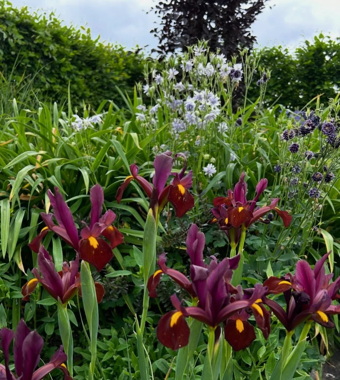 Dutch irises in the foreground with aquilegia behind and a fastigiate copper beech tree behind.  The hedge is Hornbeam.  