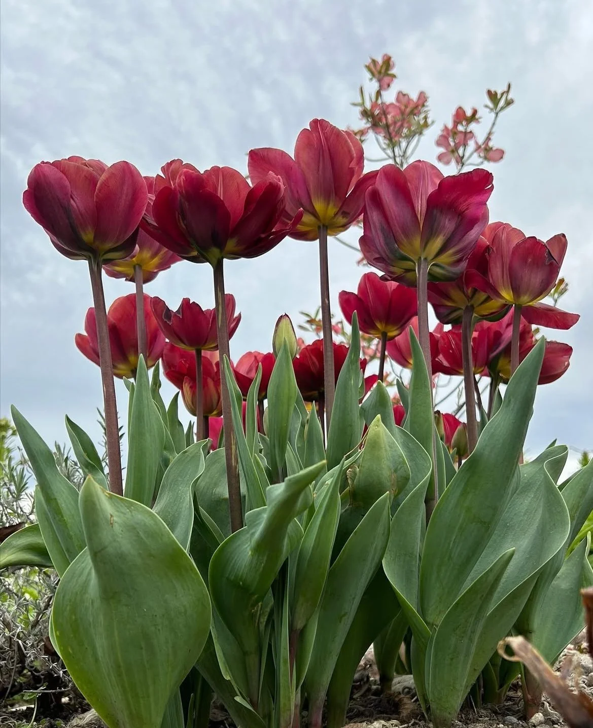 Spring tulips in clay soil North Canterbury New Zealand flower garden spring bulbs red tulips growing thriving display healthy