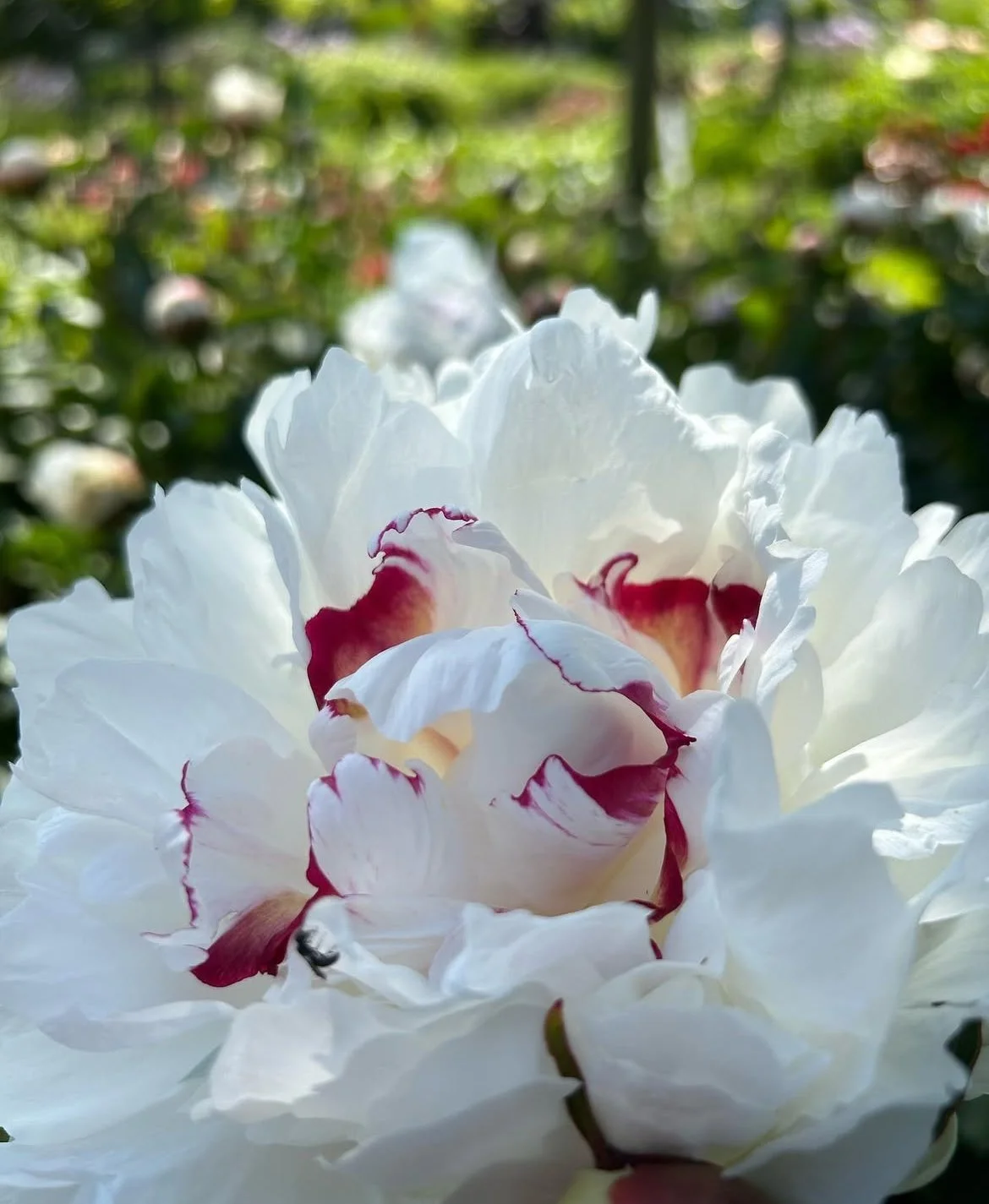 Peony Festiva Maxima.