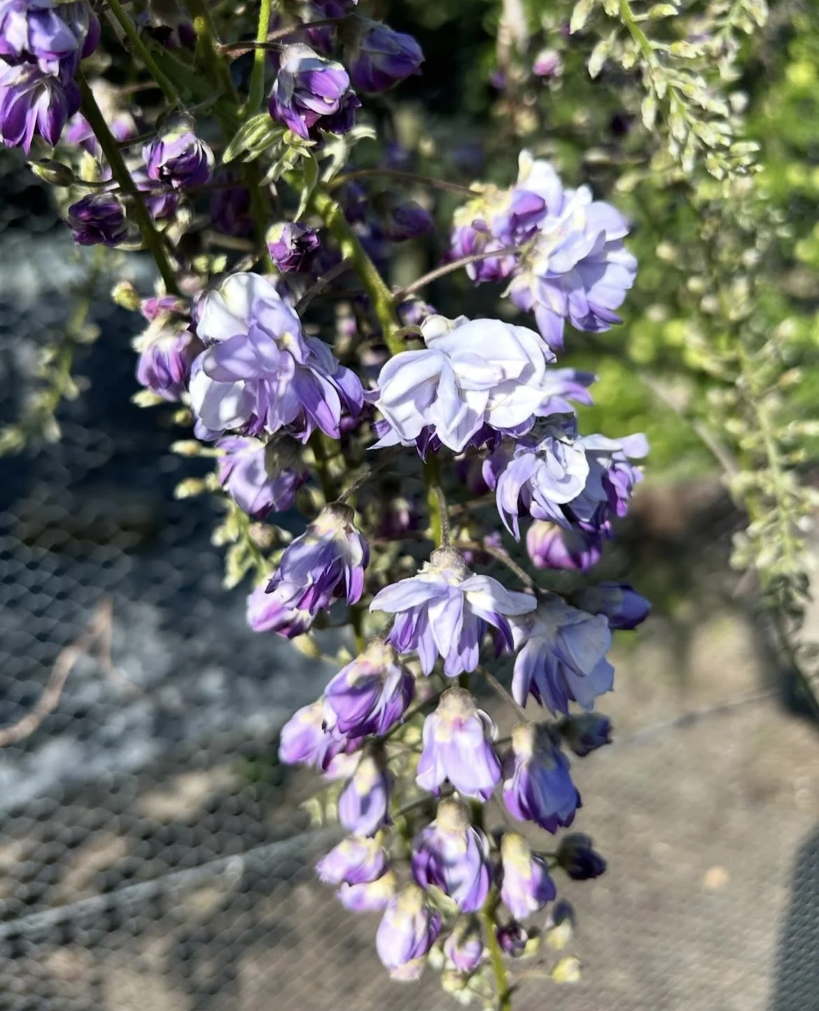 Wisteria Black Dragon.  