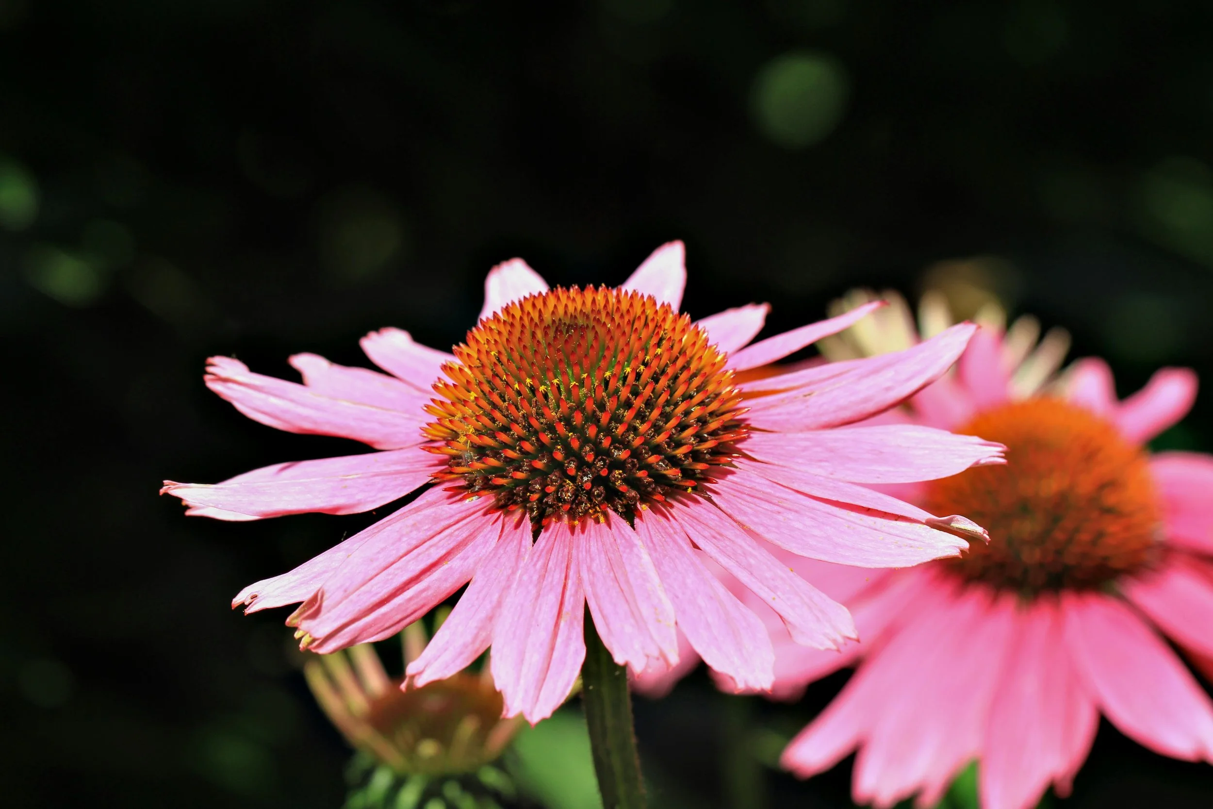 ECHINACEA (Coneflowers) - bold centres with daisy-like petals.  They have rustic charm and nice long stems.  They bloom from summer through autumn.  Propagation is by division in spring or autumn.  You can grow from seed, but it takes a while.  